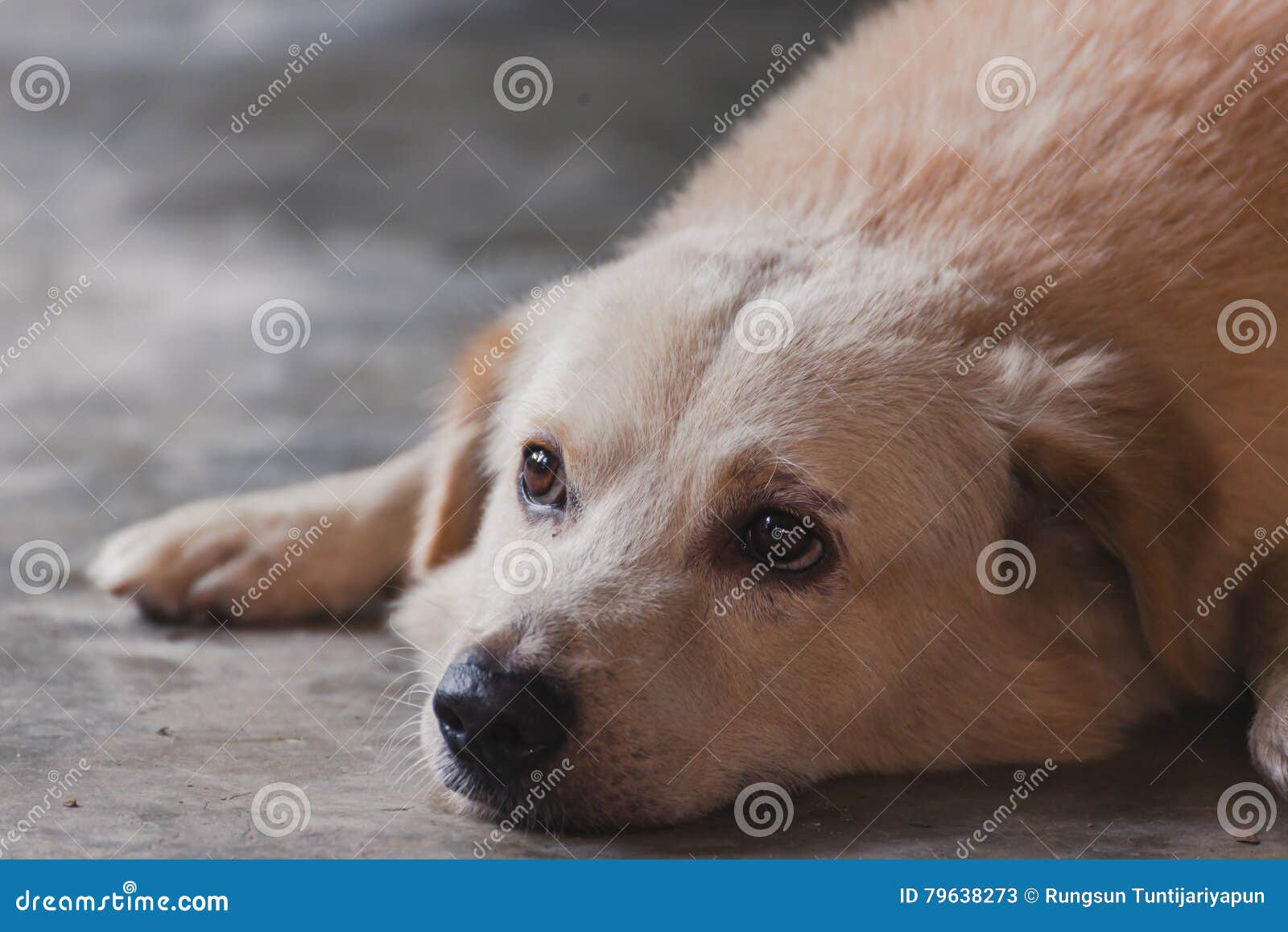 Portrait dog. stock image. Image of nature, haired, chew 79638273
