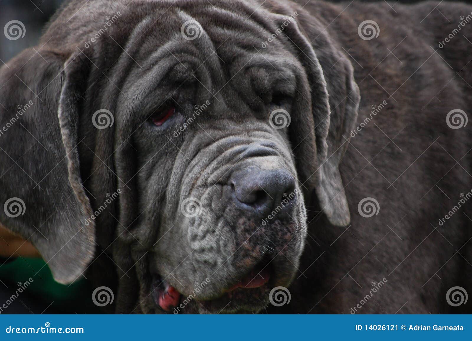 portrait dog with tongue out