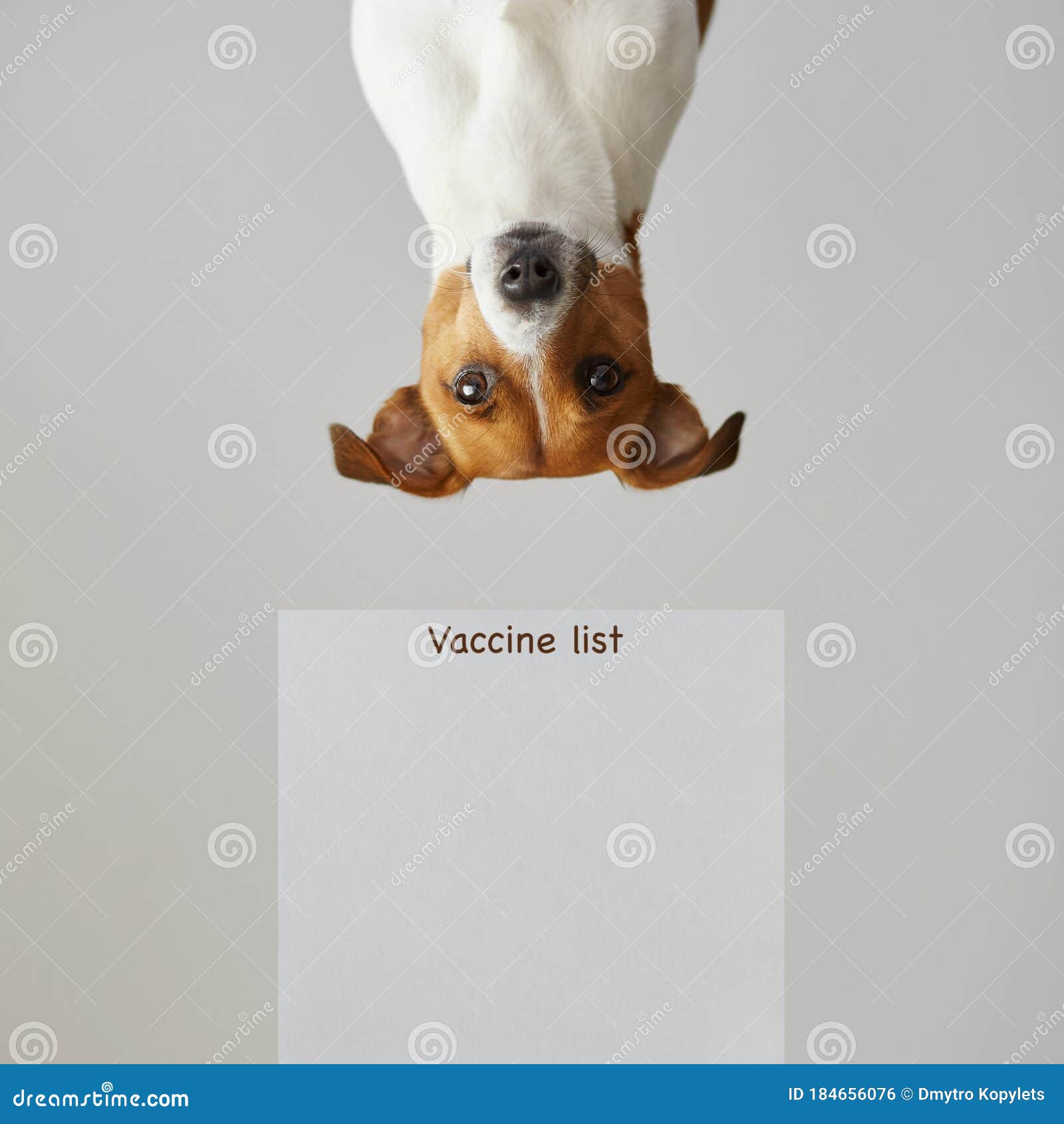 Dog Vaccine Schedule Banner Mockup Stock Photo - Image of display Regarding Dog Vaccination Certificate Template