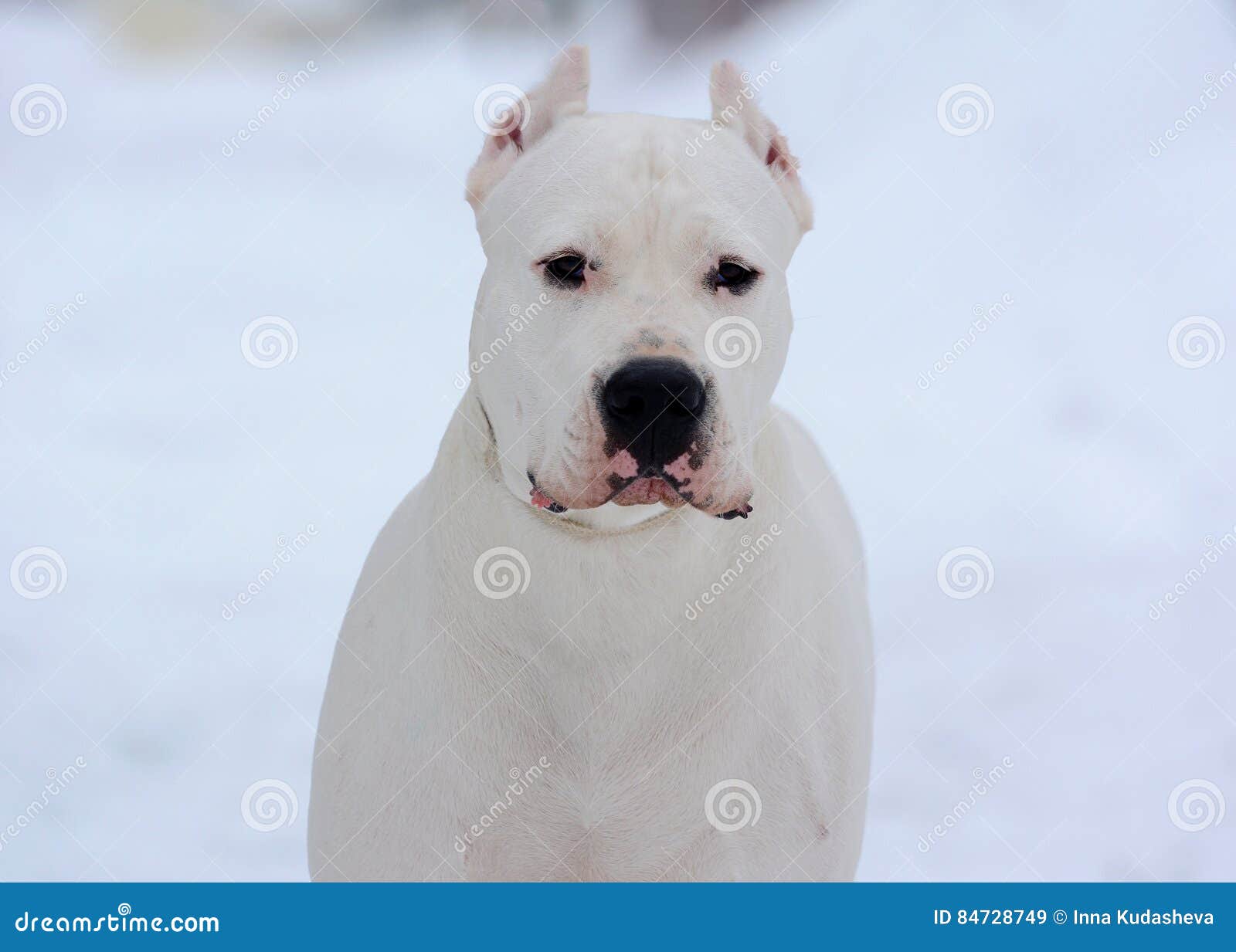 white dogo argentino