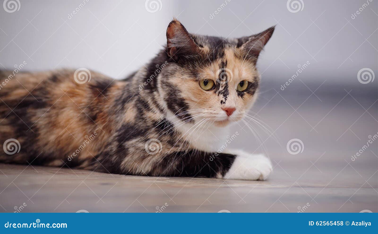 Portrait of a Domestic Cat of a Multi-colored Color Stock Photo - Image