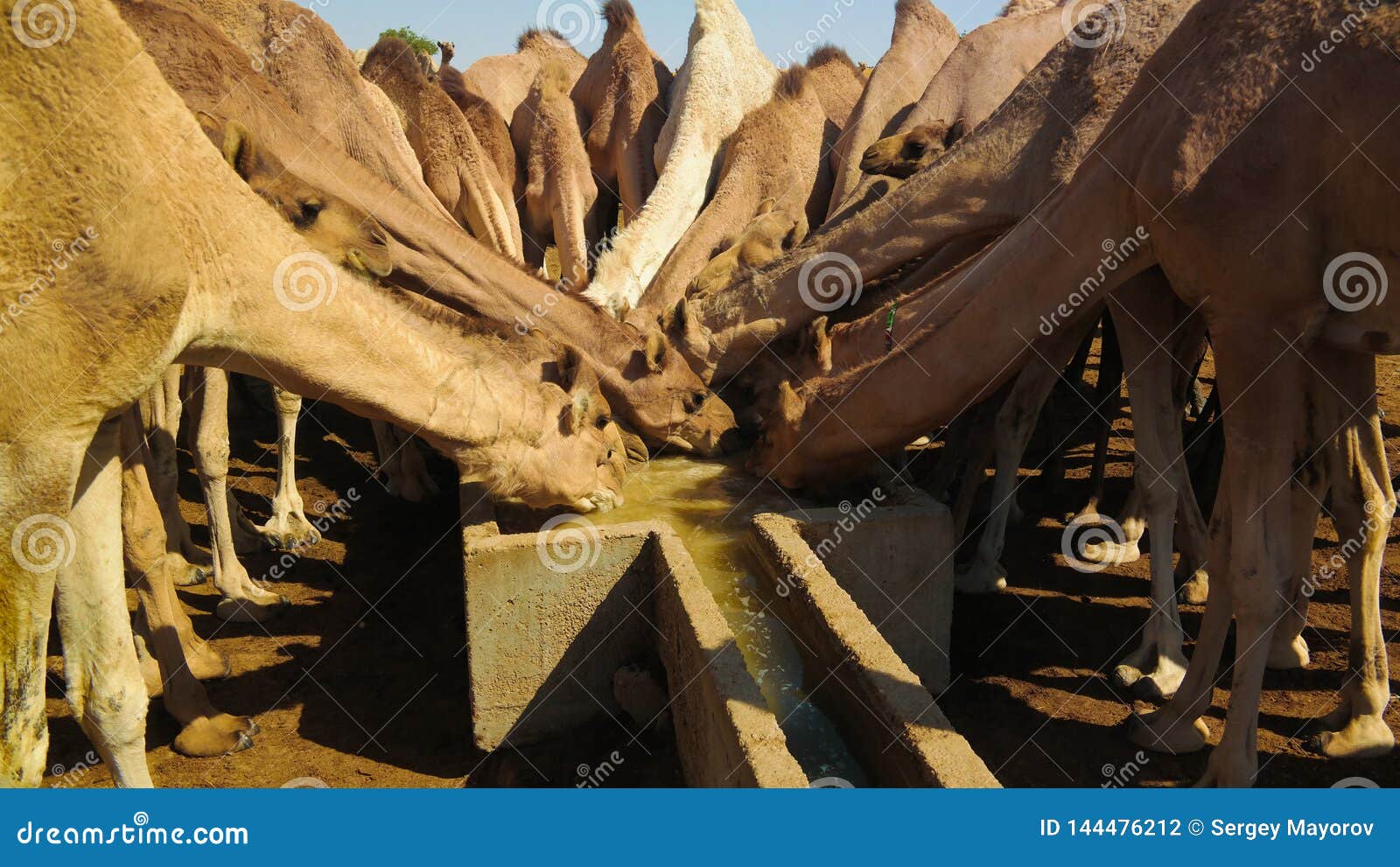 portrait of drinking camels at the desert well in djibriga at barh-el-gazal, chad