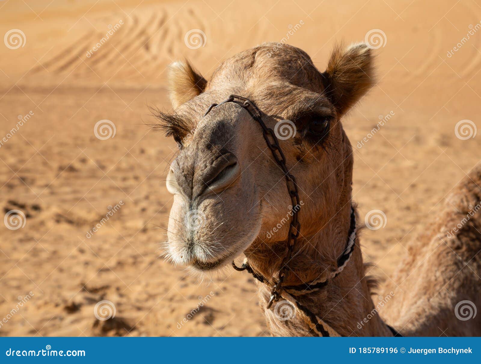 portrait of a dromedary camel in oman`s wahiba sands desert featuring long eye lashes