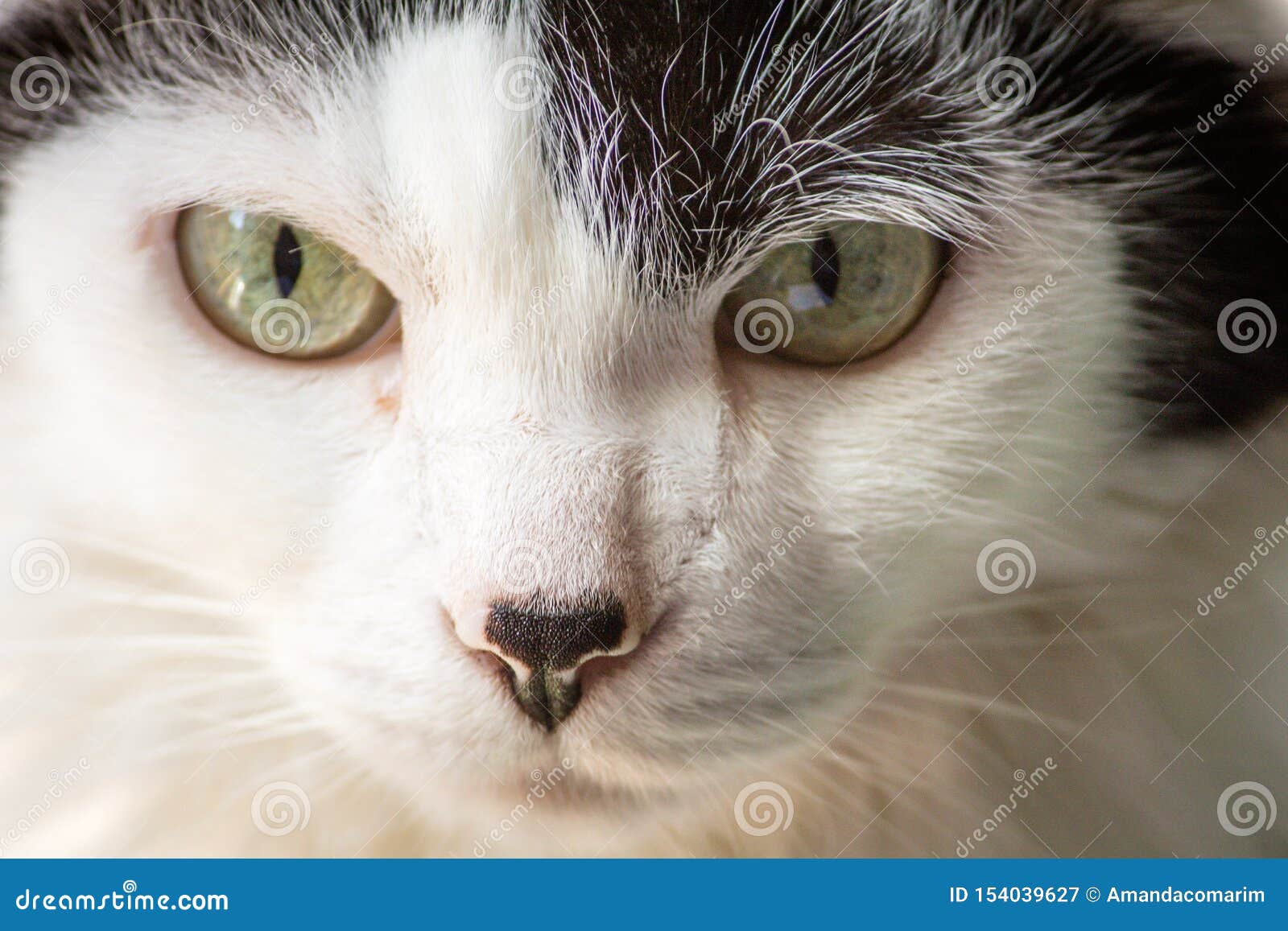 Portrait Du Chat Blanc Avec Les Yeux Verts Image Stock Image Du Chat Yeux