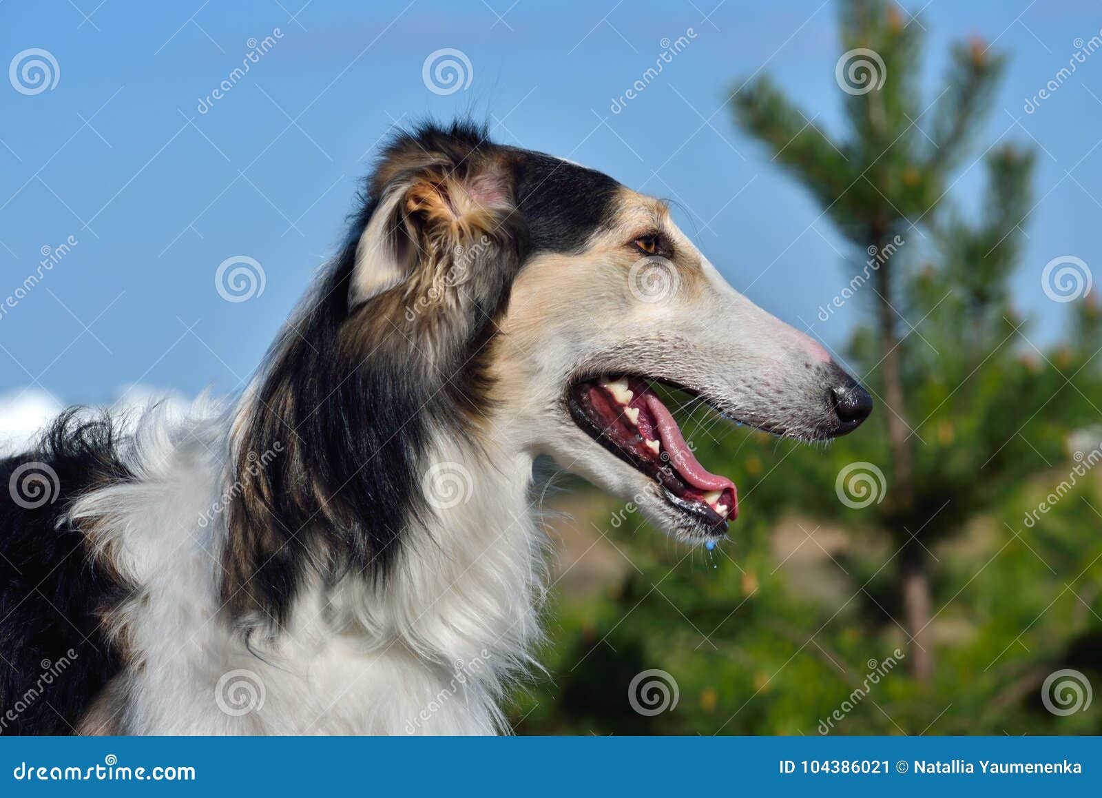 Portrait Du Chien Loup Russe Image Stock Image Du Outdoors