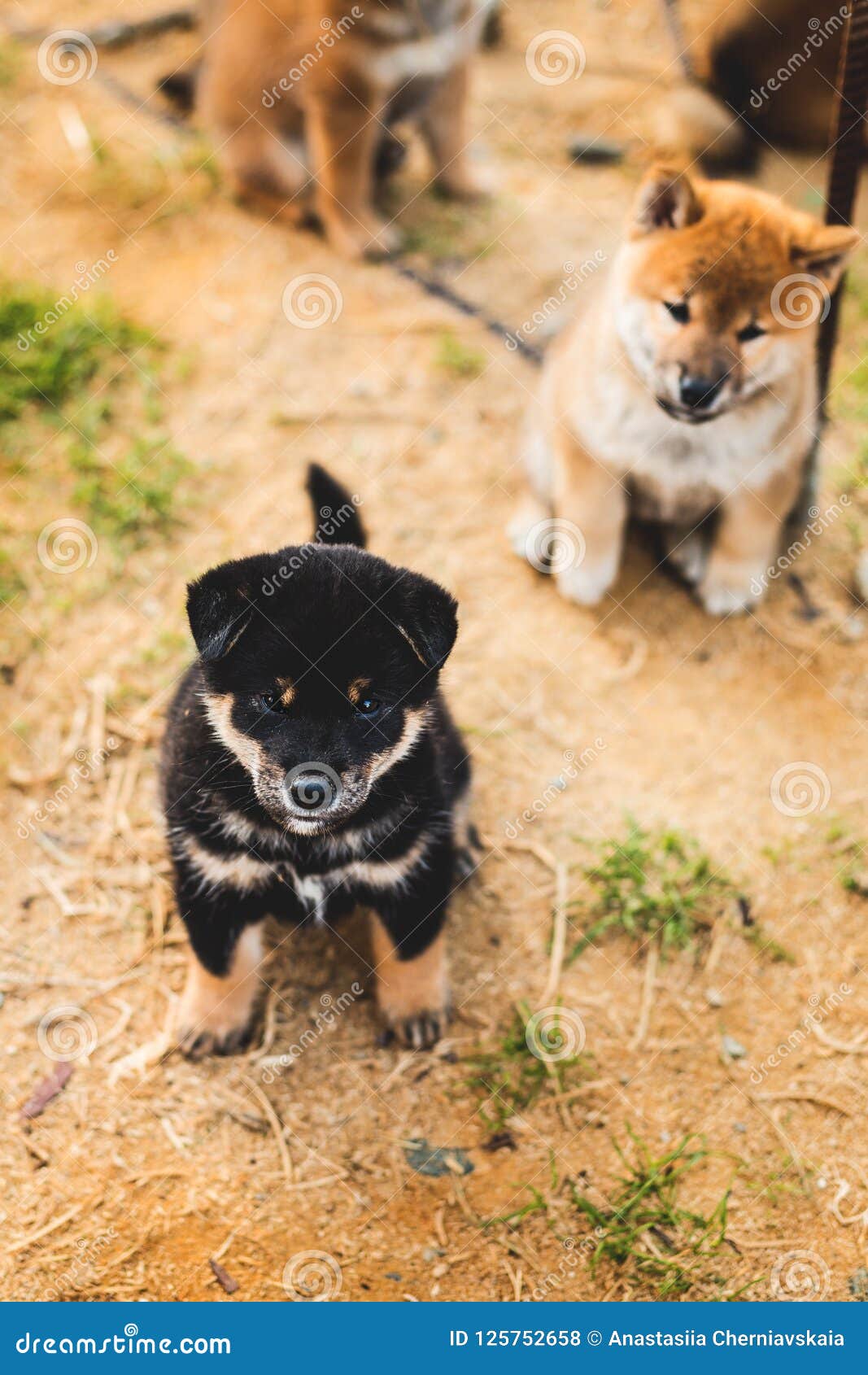 Portrait Du Chiot Noir Et Bronzage Mignon D Inu De Shiba Se Reposant Dehors Au Sol Et Regardant A L Appareil Photo Photo Stock Image Du Seance Nature