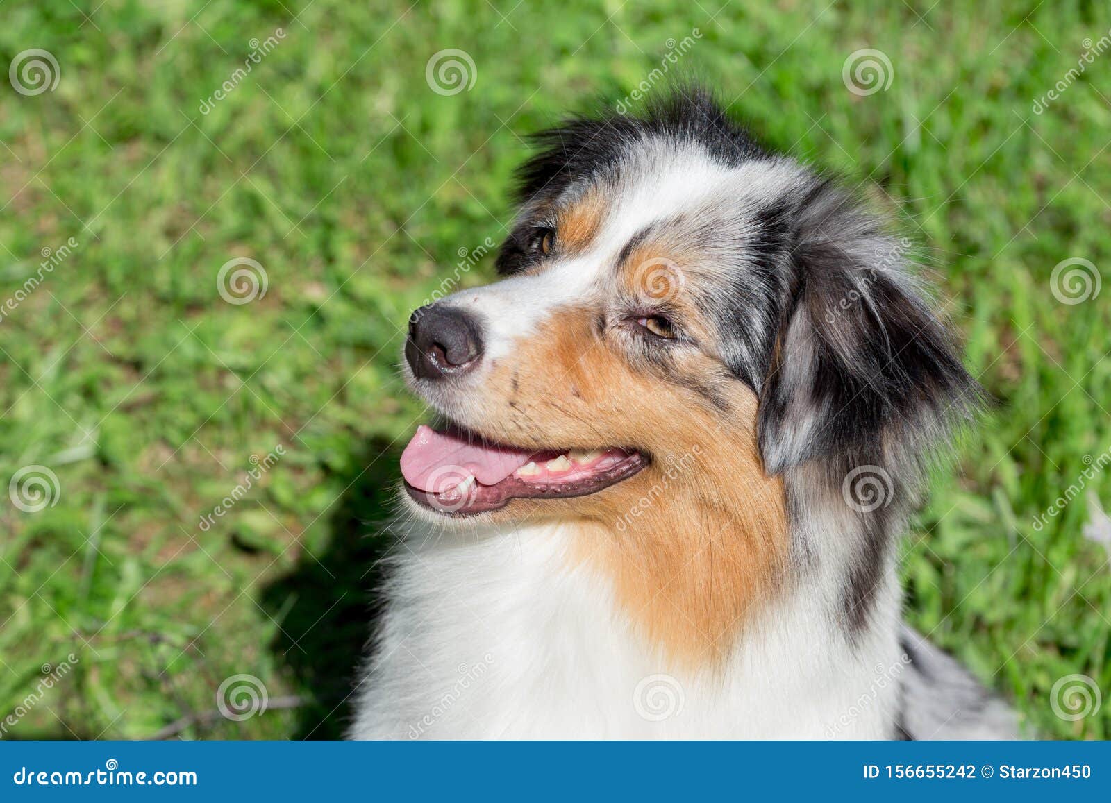 Portrait Du Mignon Chiot Berger Australien Animaux Familiers Photo Stock Image Du Fleur Merle Portrait Du Mignon Chiot Berger Australien Animaux Familiers Photo Stock Image Du Fleur Merle
