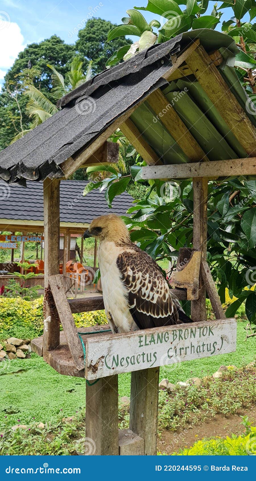 portrait of an eagle nisaetus cirrhatus at a tourist spot
