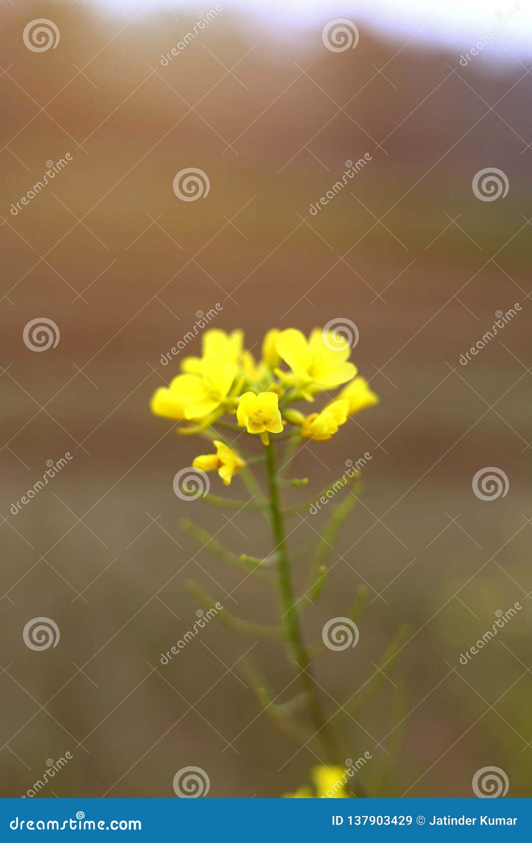 Portrait of Edible Mustard Flowers Stock Image Image of background