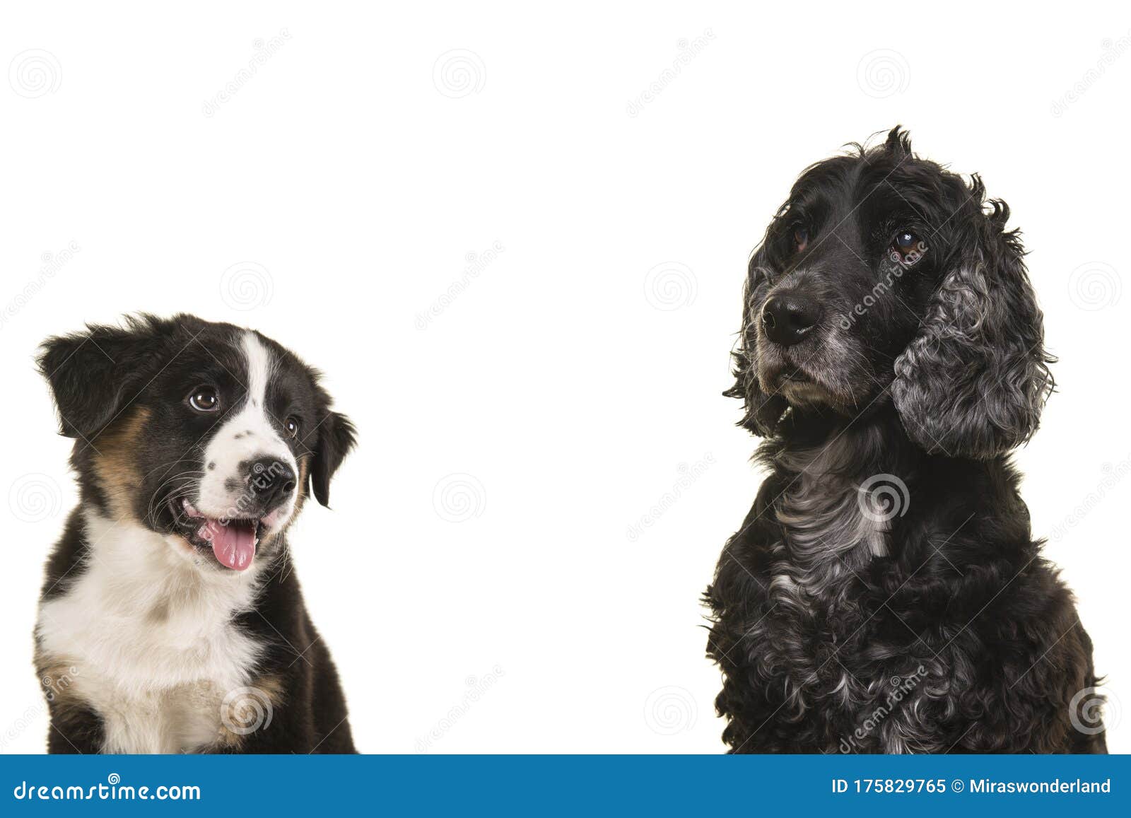 Portrait Of An Elderly Senior Cocker Spaniel Dog And A Australian Shepherd Puppy On A White Background With Space For Stock Image Image Of Background Away 175829765