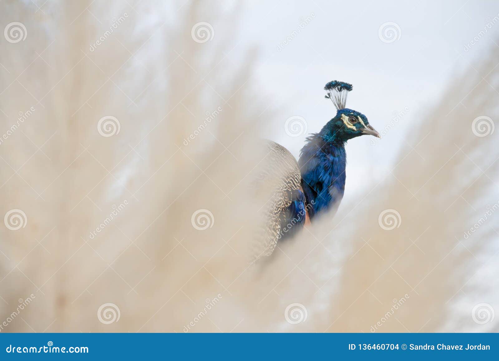 beautiful peacock between branches