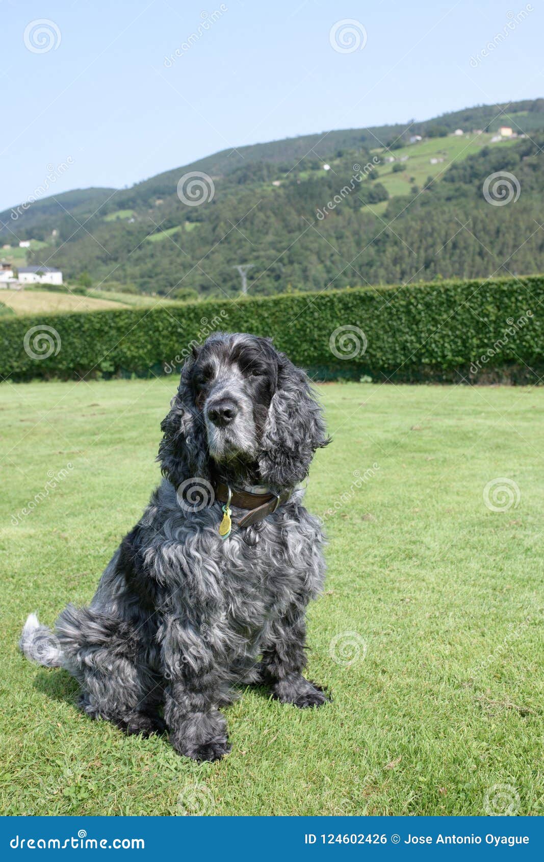 grey spaniel