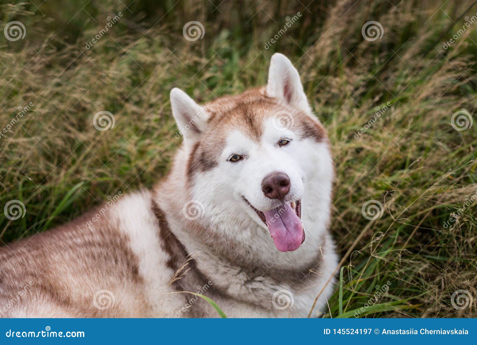 Portrait En Gros Plan De Beau Chien Beige Et Blanc De Chien