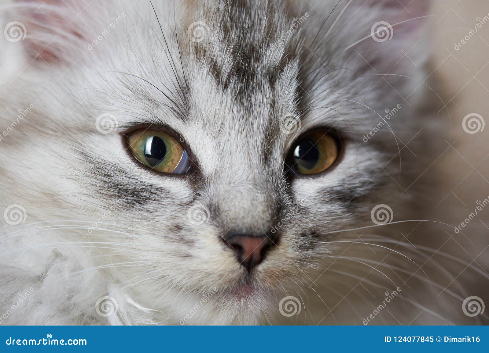Portrait En Gros Plan De Chat Pelucheux Image Stock Image Du Studio Verticale Portrait En Gros Plan De Chat Pelucheux Image Stock Image Du Studio Verticale