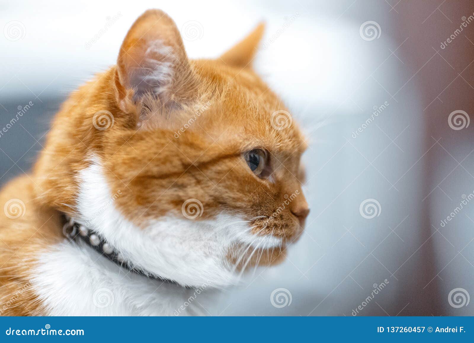 Portrait En Gros Plan De Visage Norvegien Blanc Rouge De Profil De Chat Image Stock Image Du Chat Reception