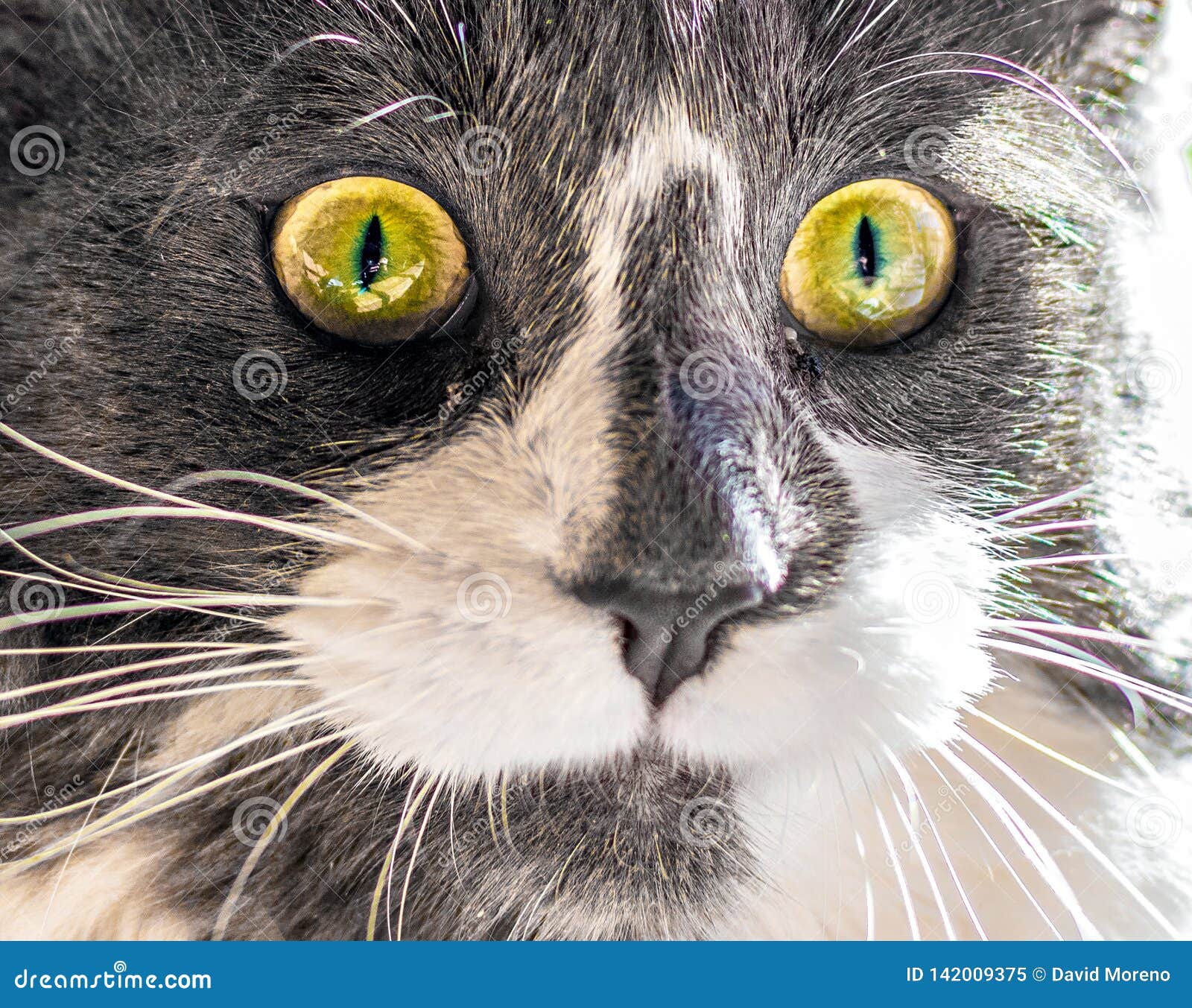 Portrait En Gros Plan Du Chat Avec Les Yeux Jaunes Regardant Fixement La Camera Image Stock Image Du Race Fourrure Portrait En Gros Plan Du Chat Avec Les Yeux Jaunes Regardant Fixement La Camera Image Stock Image Du Race Fourrure