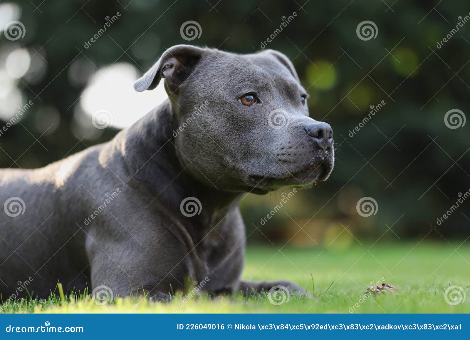 Adorable Blue To the Right in the Garden Stock Photo Image of look, 226049016