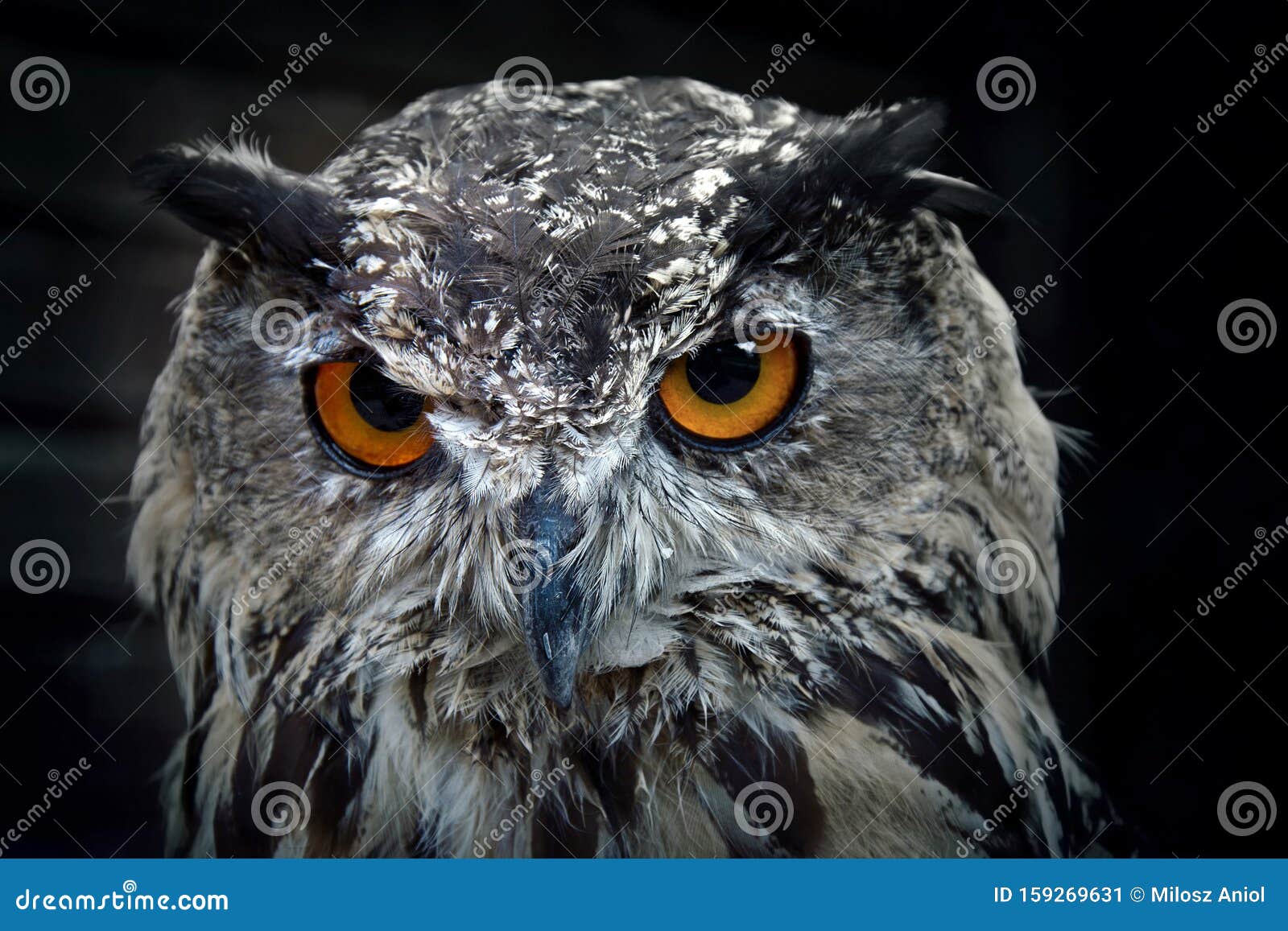 portrait of eurasian eagle owl