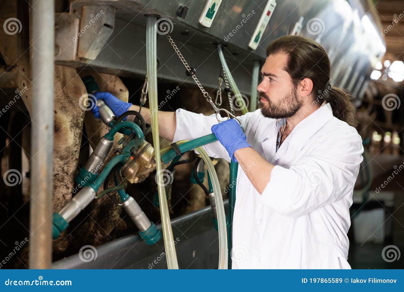 Owner of Dairy Farm Milking Cows Stock Image Image of domestic