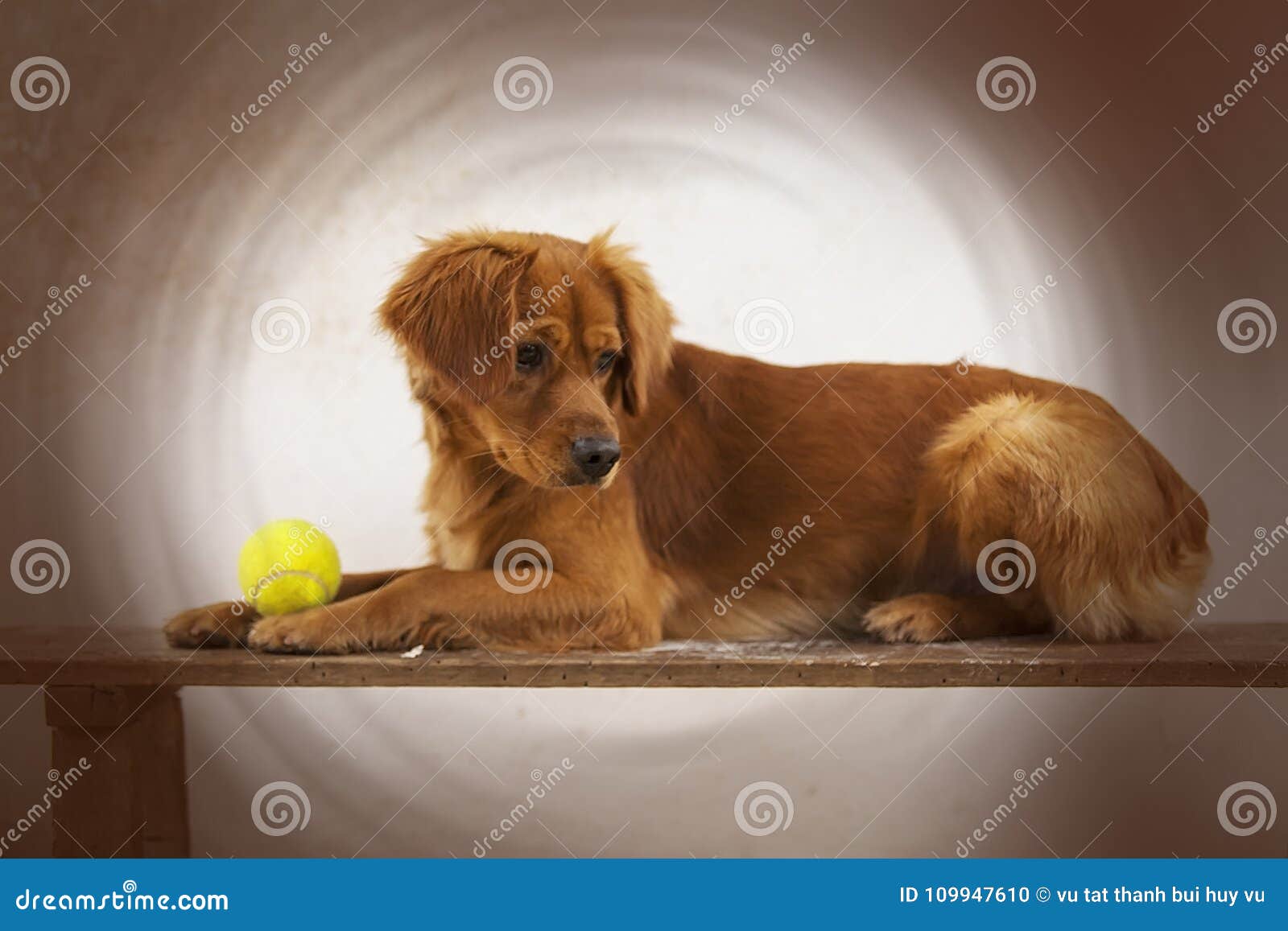 dog. greyhound. dachshund. pet. pets. dog playing. dod food. animalia. animal. canis. canine. ball. dog playing with ball.