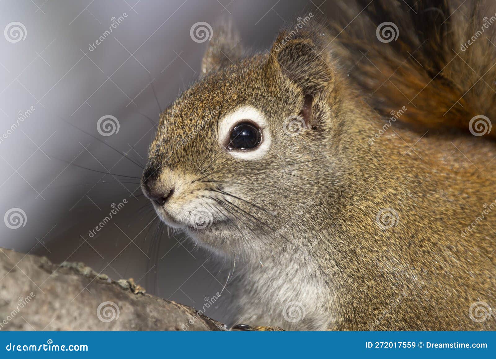 serious squirrel