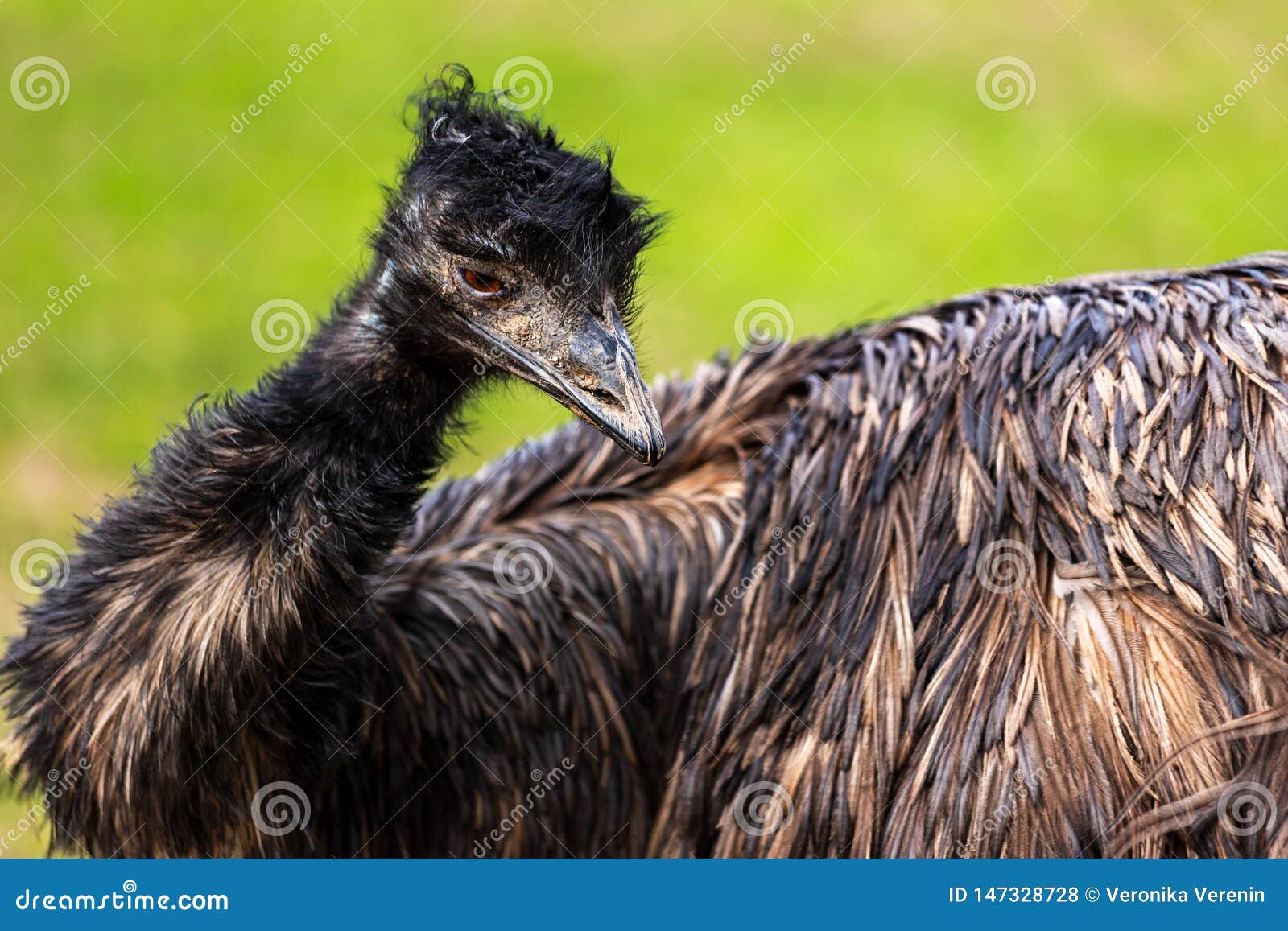 Portrait of Female Australian Emu Dromaius Novaehollandiae, View of an ...