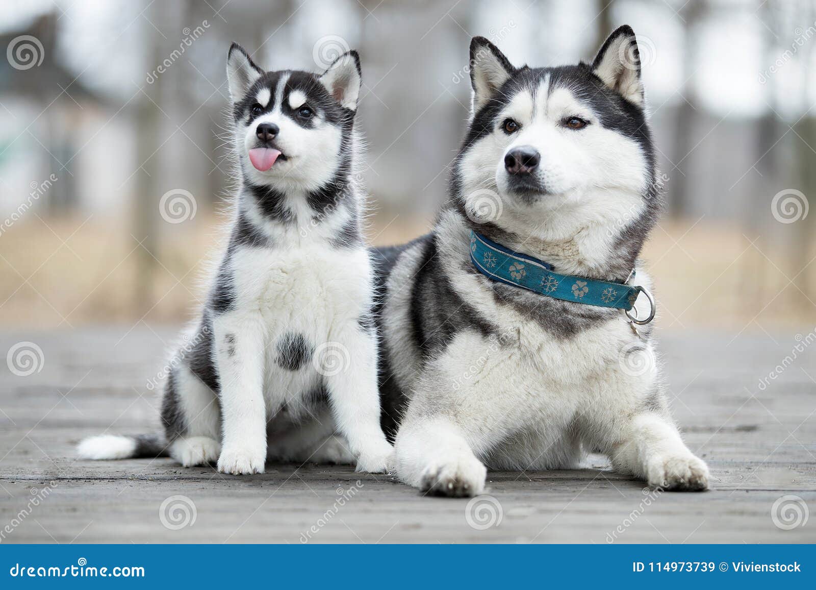 Portrait of the Female Husky Stock Image - Image of black, nature