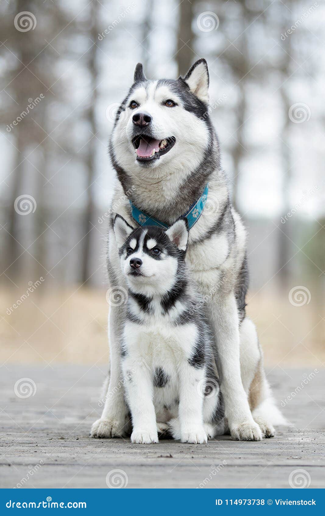 Portrait of the Female Husky Stock Photo - Image of puppy, friend