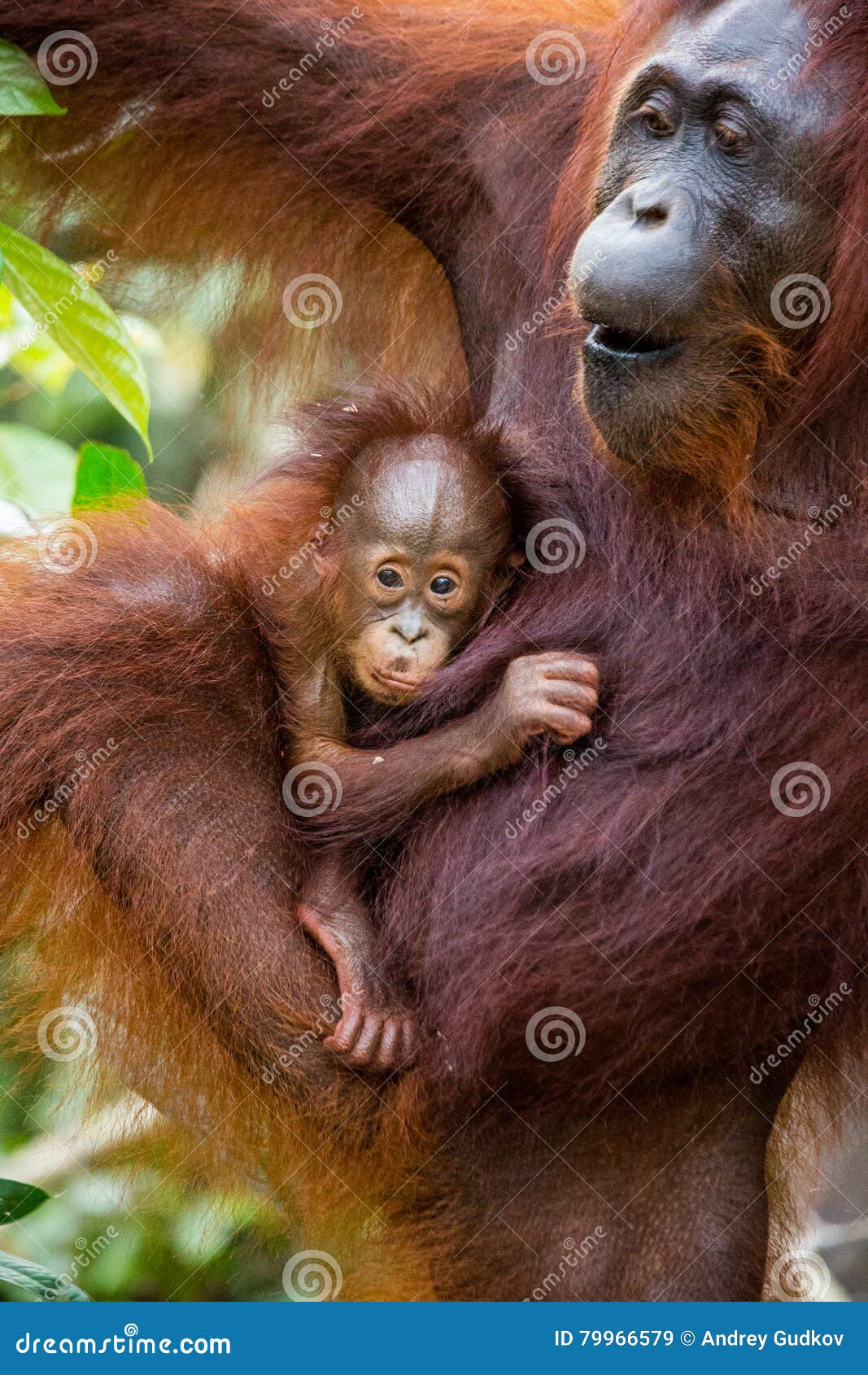 Portrait Borneo Orangutan Baby Stock Photo 2349128121
