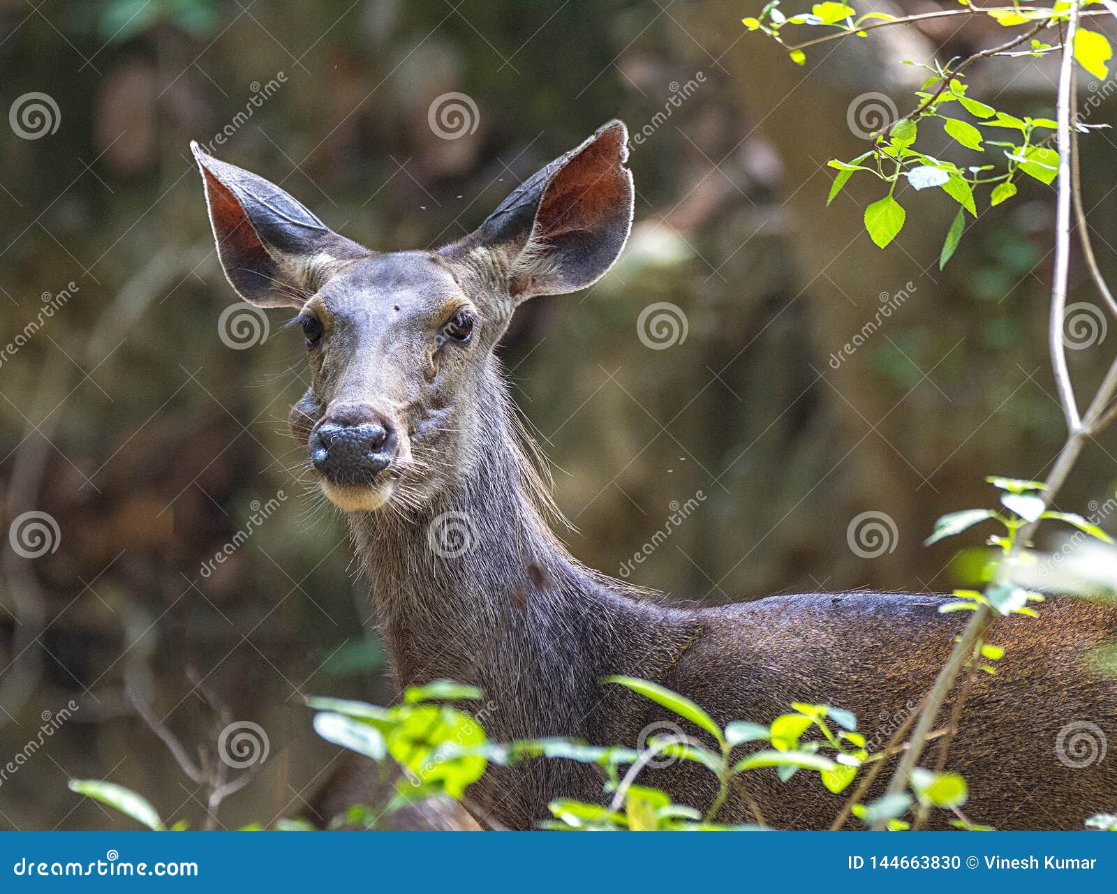 portrait of female sambar deer - rusa unicolor in forest