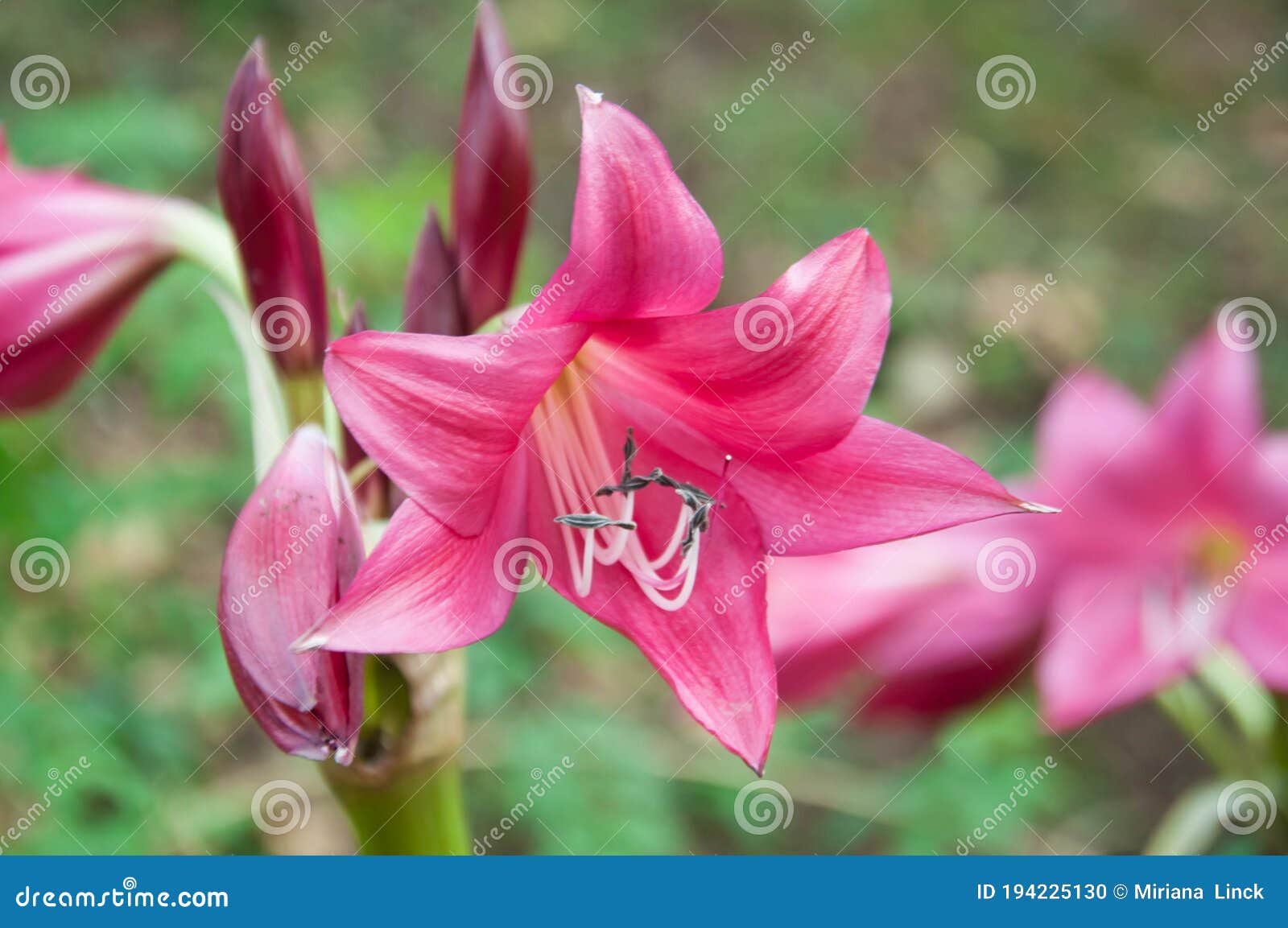 portrait of a flower of pink lirio species