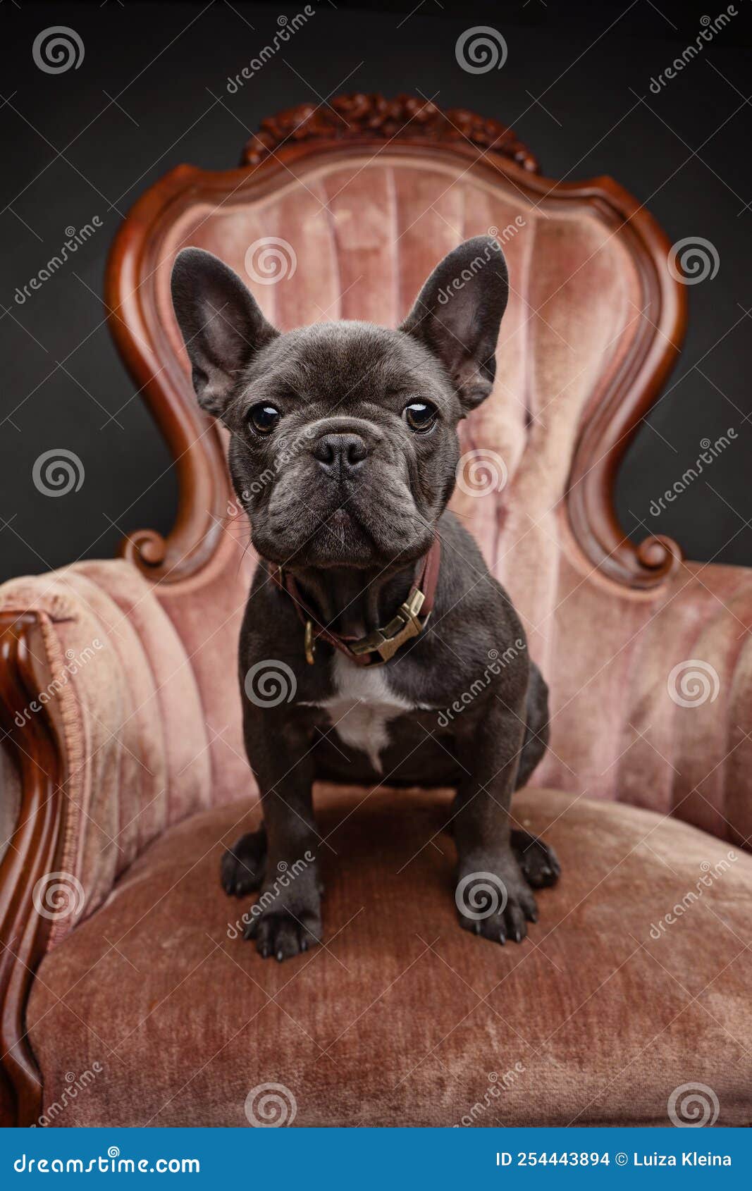 portrait of a french bulldog