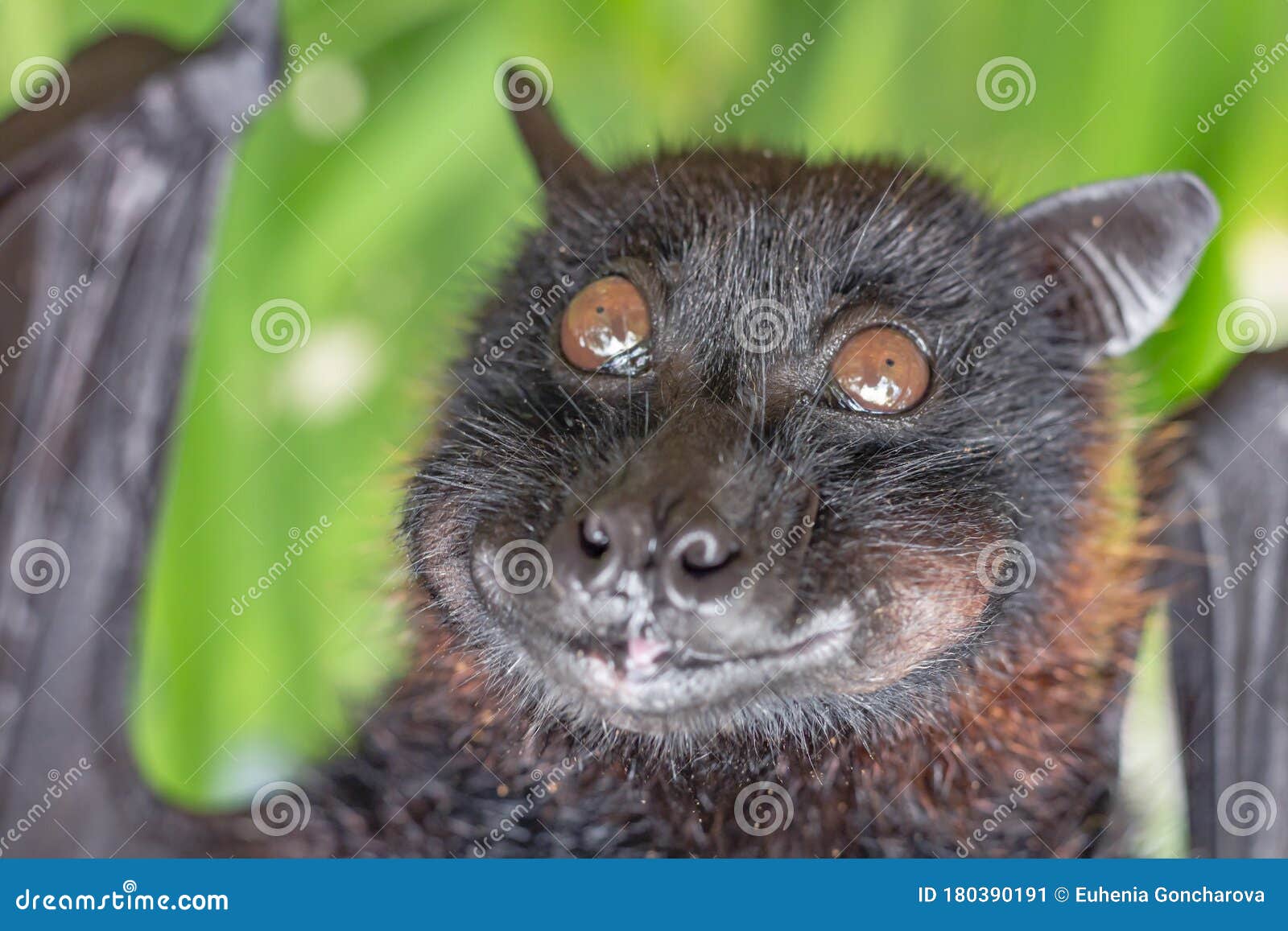 Portrait of Fruit Bat, or Flying Foxe, Close-up. Cute Funny Fluffy Asian  Animal Eats Fruit and Smiles Stock Image - Image of flying, foxes: 180390191