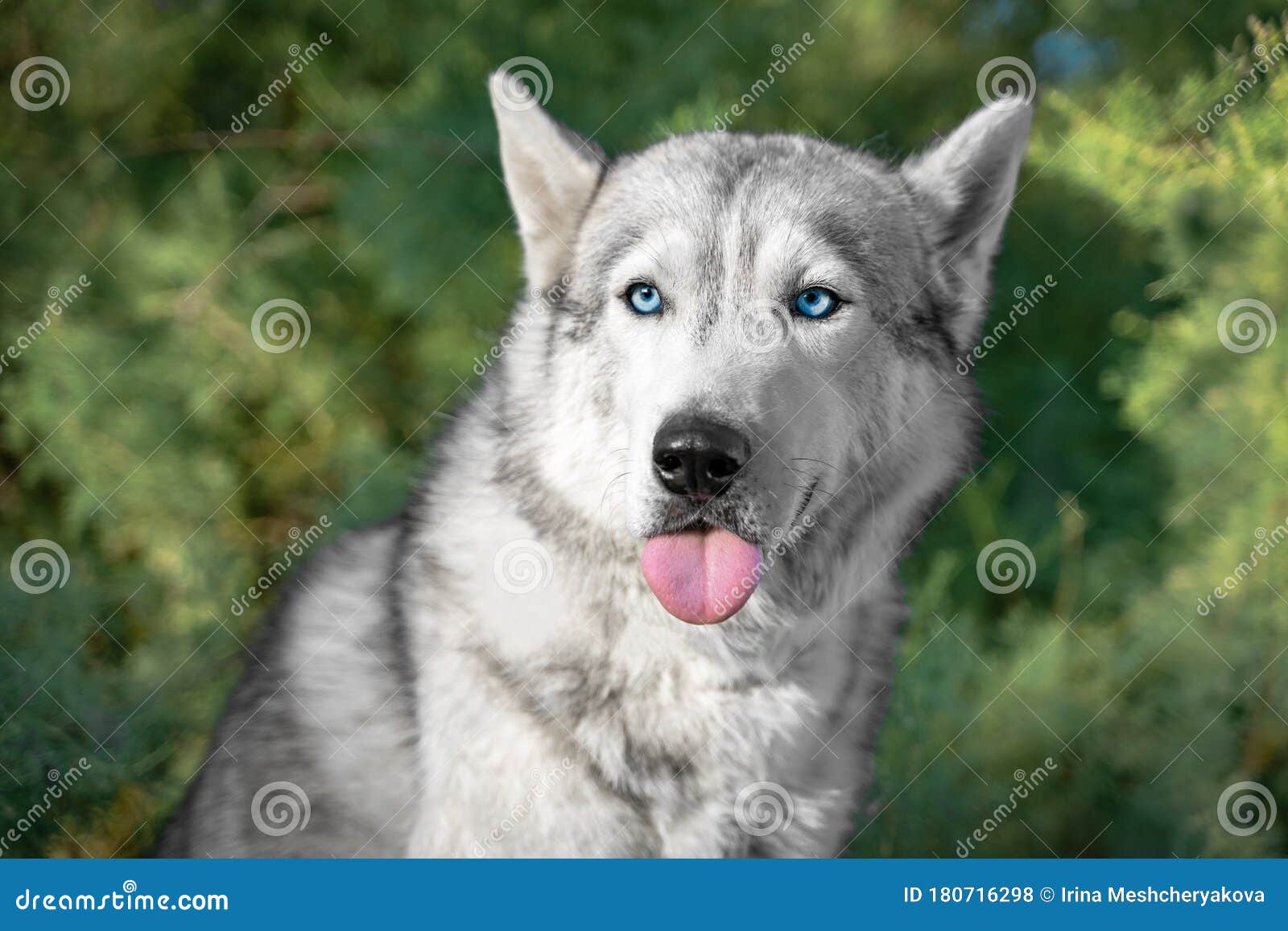 Portrait of Funny Alaskan Malamute Showing Tongue on Background of Blurry Trees. Stock Photo - Image of adorable, cute: 180716298 Portrait of Funny Alaskan Malamute Showing Tongue on Background of Blurry Trees. Stock Photo - Image of adorable, cute: 180716298