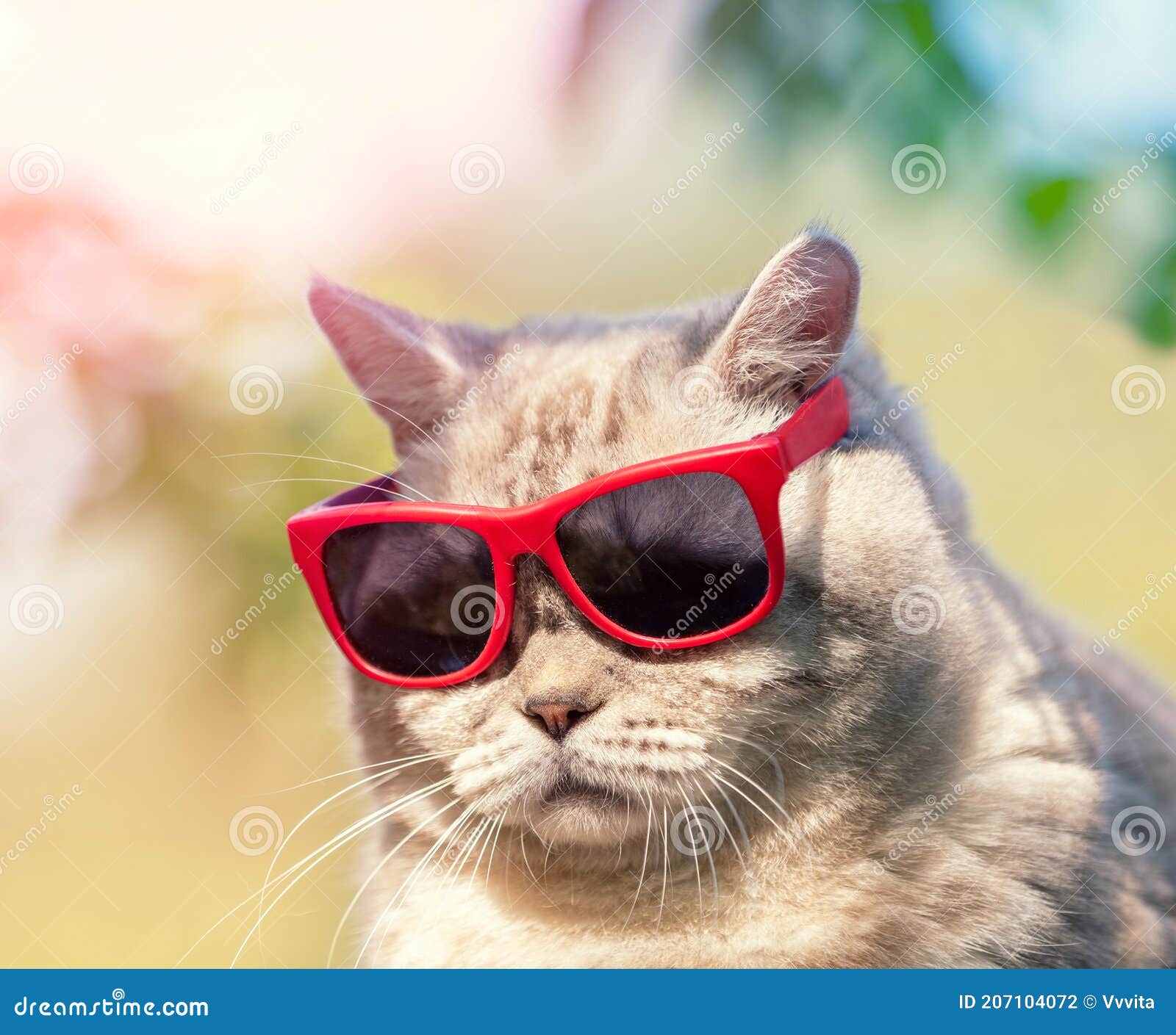 Portrait of Funny Cat in Sunglasses Stock Photo Image of kitty