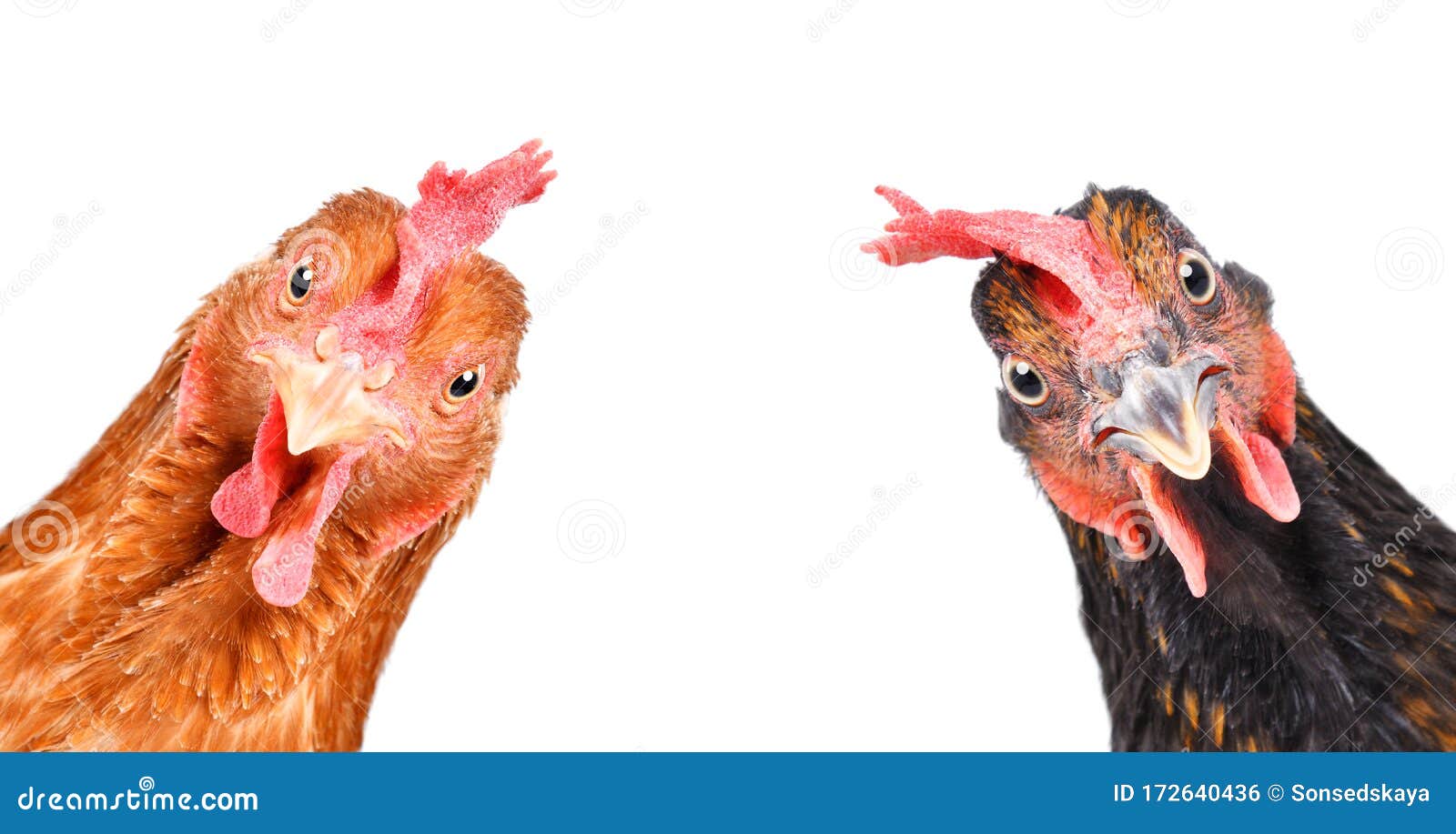 4,404 Funny Chickens Stock Photos - Free & Royalty-Free Stock Photos from  Dreamstime
