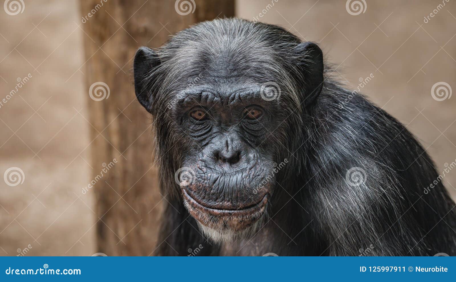 portrait of funny chimpanzee with a smugly smile, at smooth back