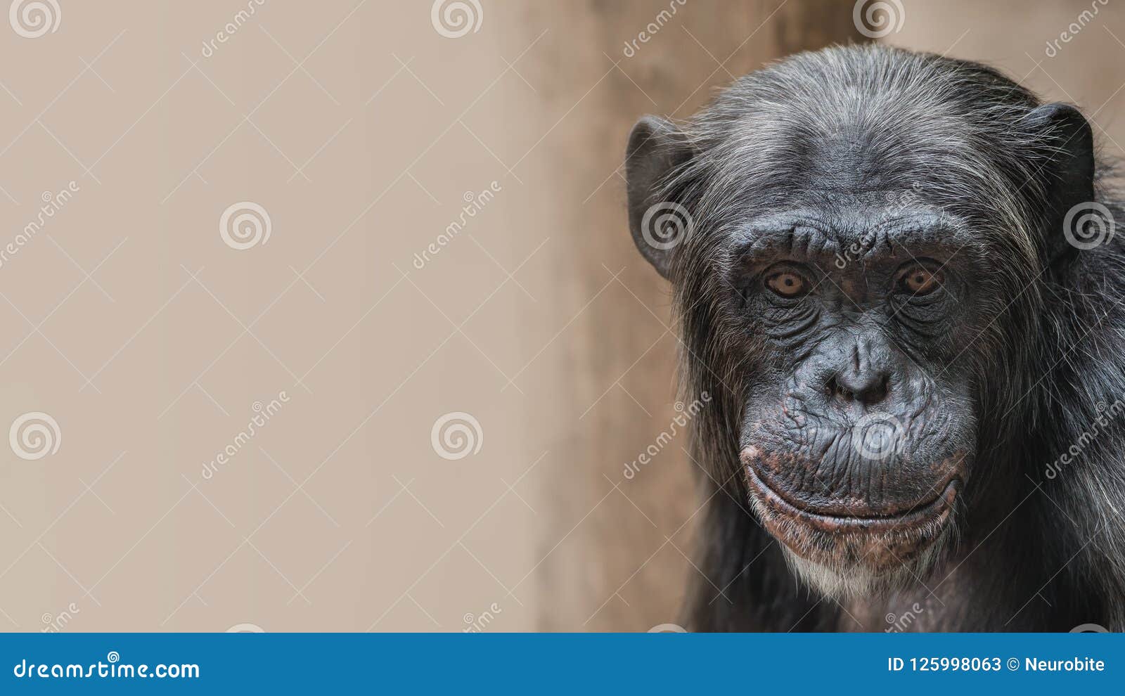 portrait of funny chimpanzee with a smugly smile, at smooth back