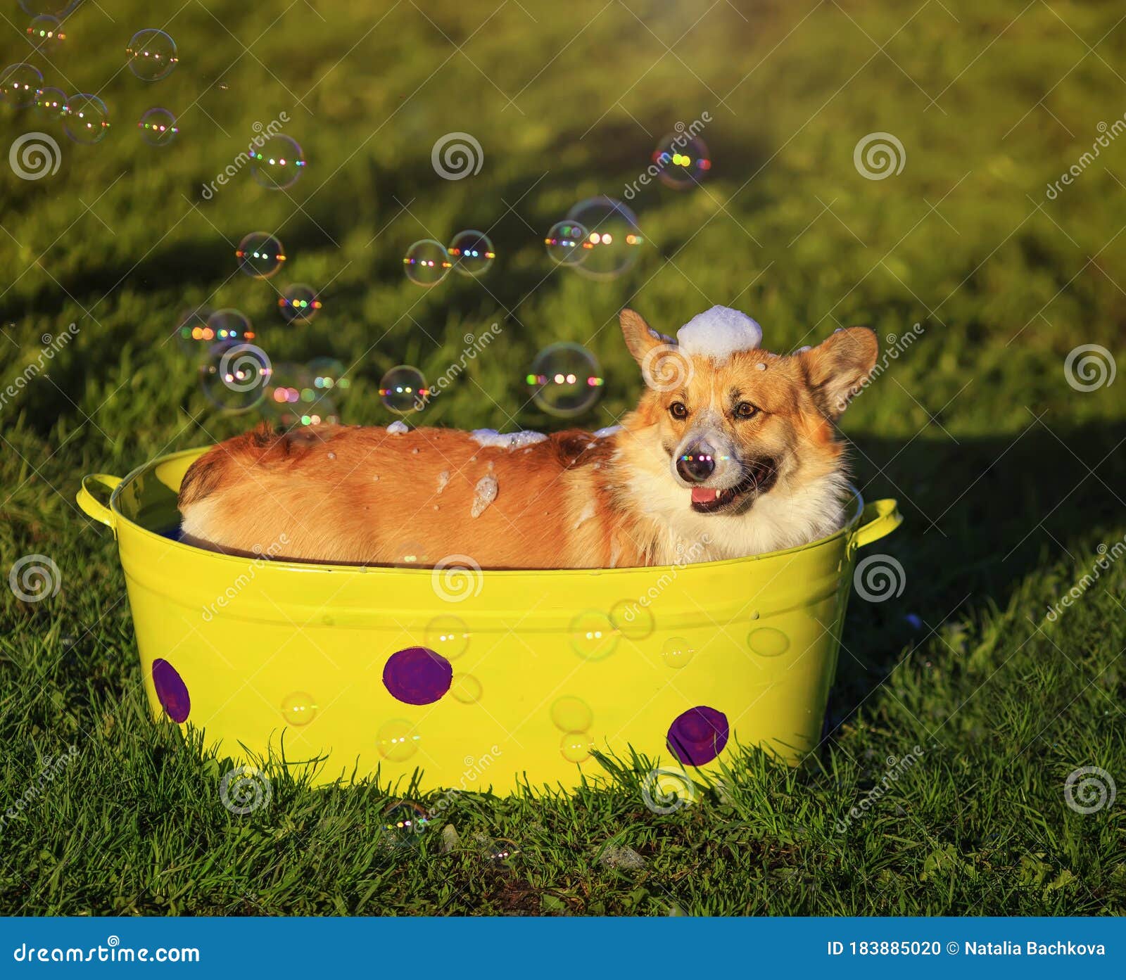 Portrait of a Funny Corgi Dog Puppy Sitting in a Trough on the Grass in ...