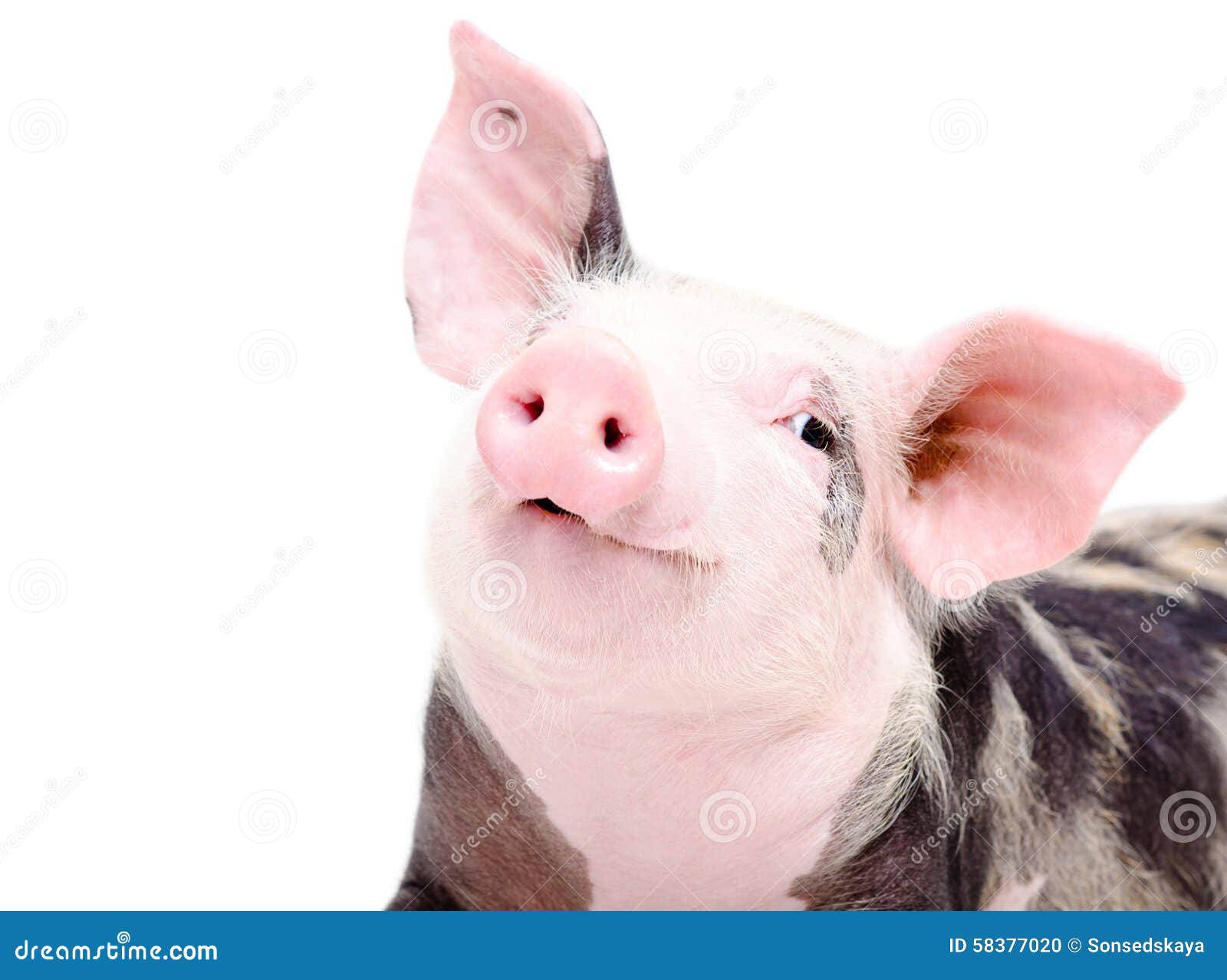portrait of funny cute piglet