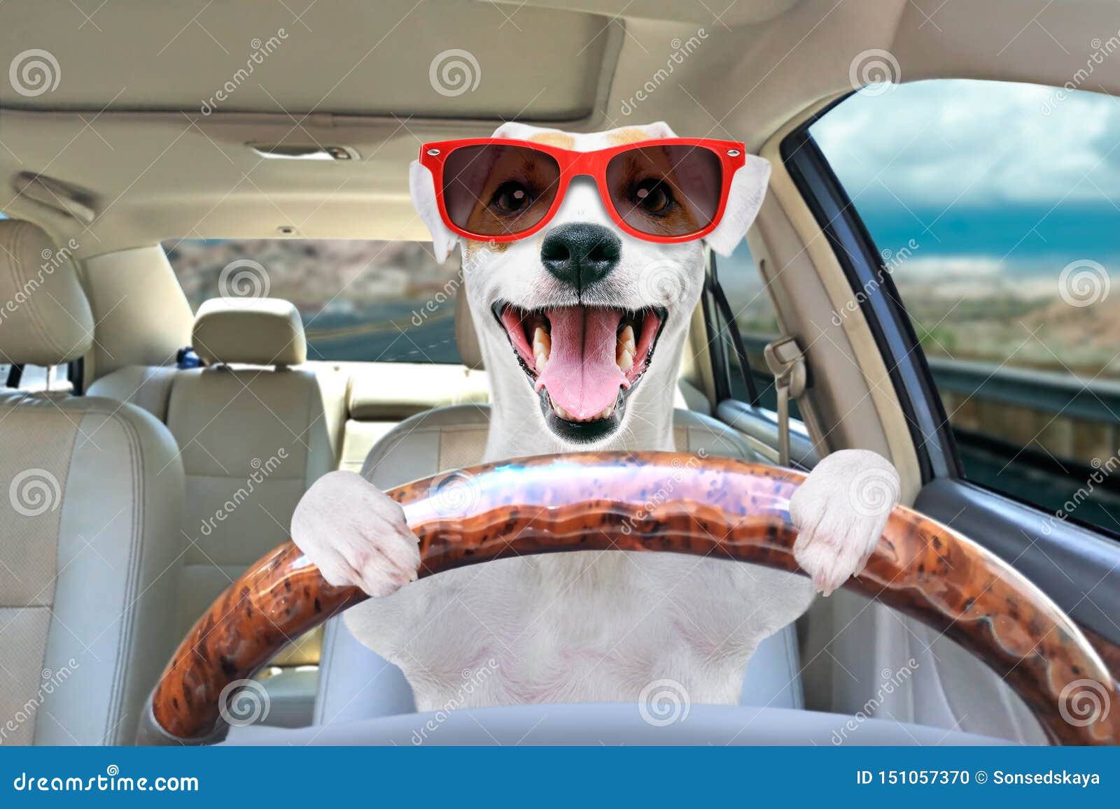 Portrait of a Funny Dog Behind the Wheel of a Car Stock Photo ...