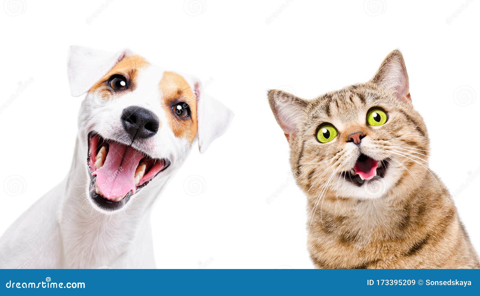 portrait of  funny dog jack russell terrier and cheerful cat scottish straight