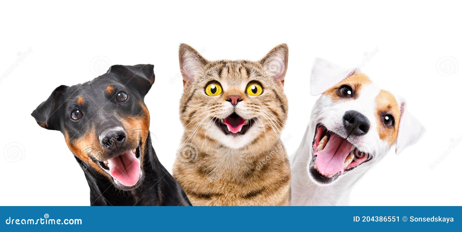 Portrait of Funny Dogs and Cat Together Stock Image - Image of friends, cute:  204386551