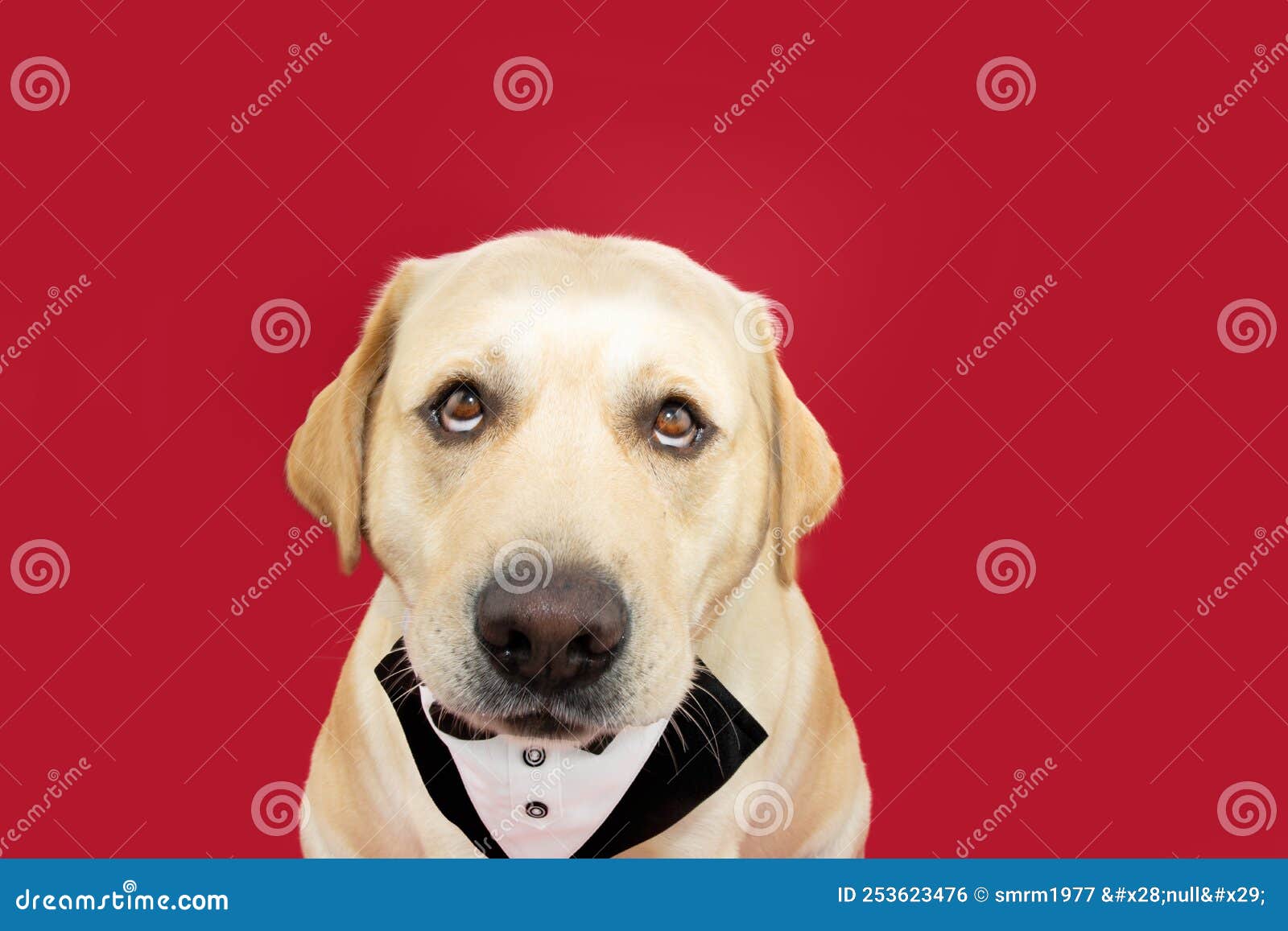 Portrait Funny and Fat Labrador Retriever Dog Wearing a Tuxedo and  Celerbating Birthday or Valentine`s Day. Isolated on Red Stock Photo -  Image of retriever, puppy: 253623476