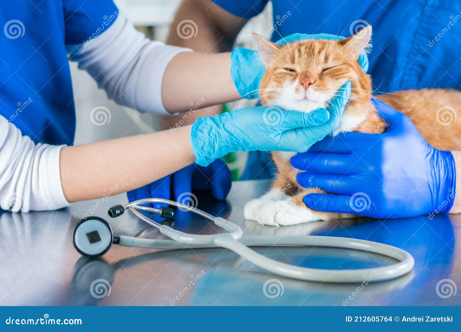 Portrait of a Funny Ginger Cat on the Table in the Operating Room.  Veterinary Medicine Concept Stock Photo - Image of checkup, love: 212605764