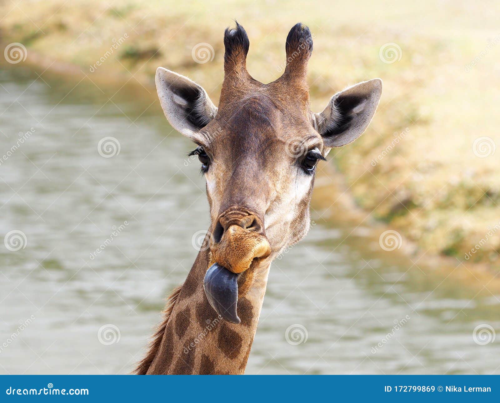 Giraffe With Blue Tongue RoyaltyFree Stock Image