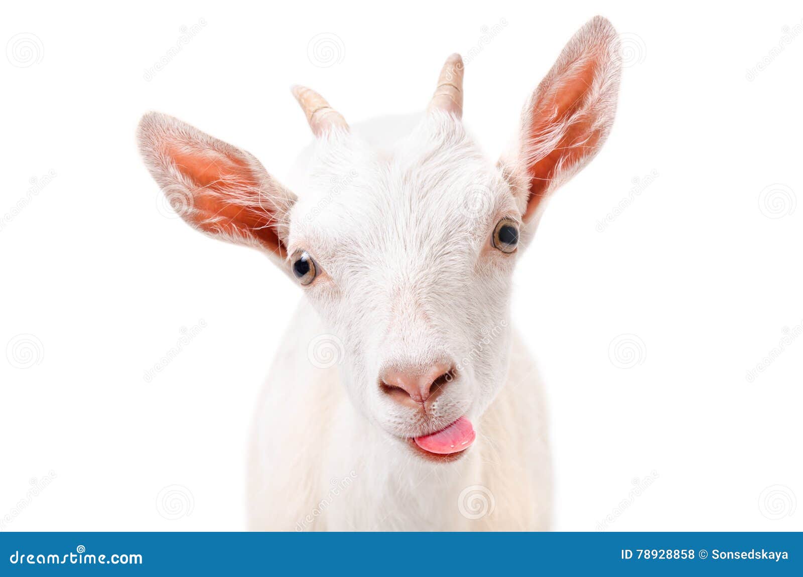 portrait of a funny goat showing tongue