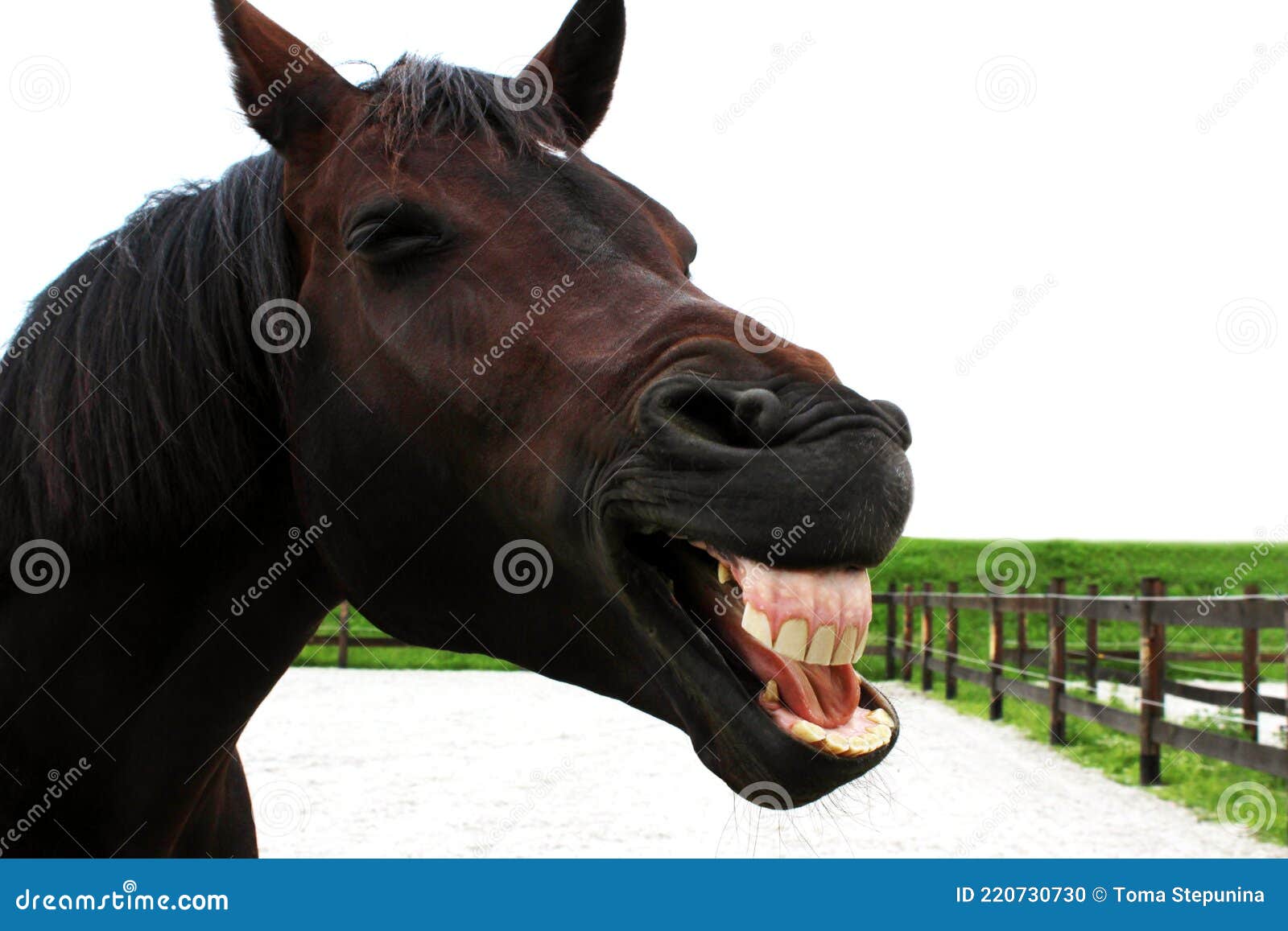 smiling horse