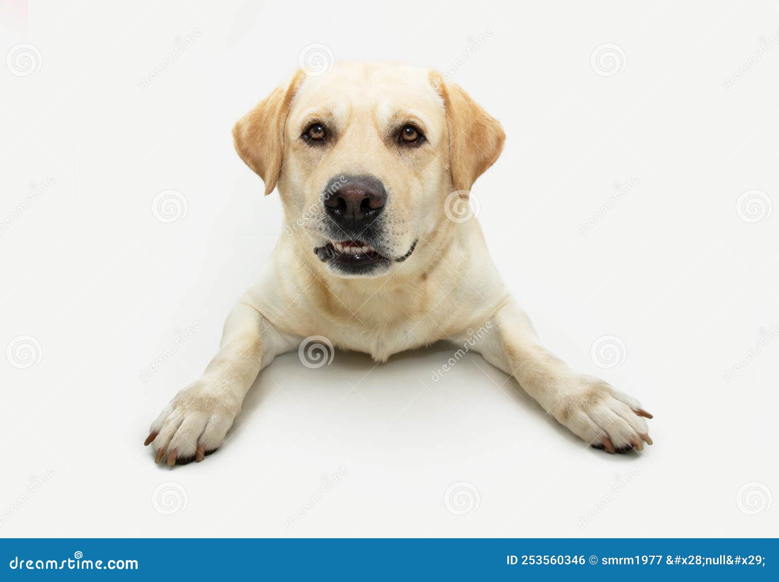 Portrait Funny Labrador Retriever Dog Making a Face. Isolated on White  Background Stock Photo - Image of indoors, puppy: 253560346