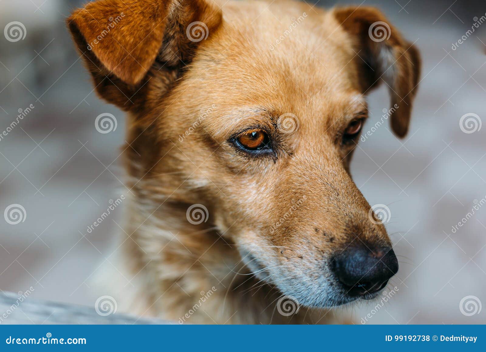 Portrait of Funny Little Orange Dog Stock Photo Image of funny, face